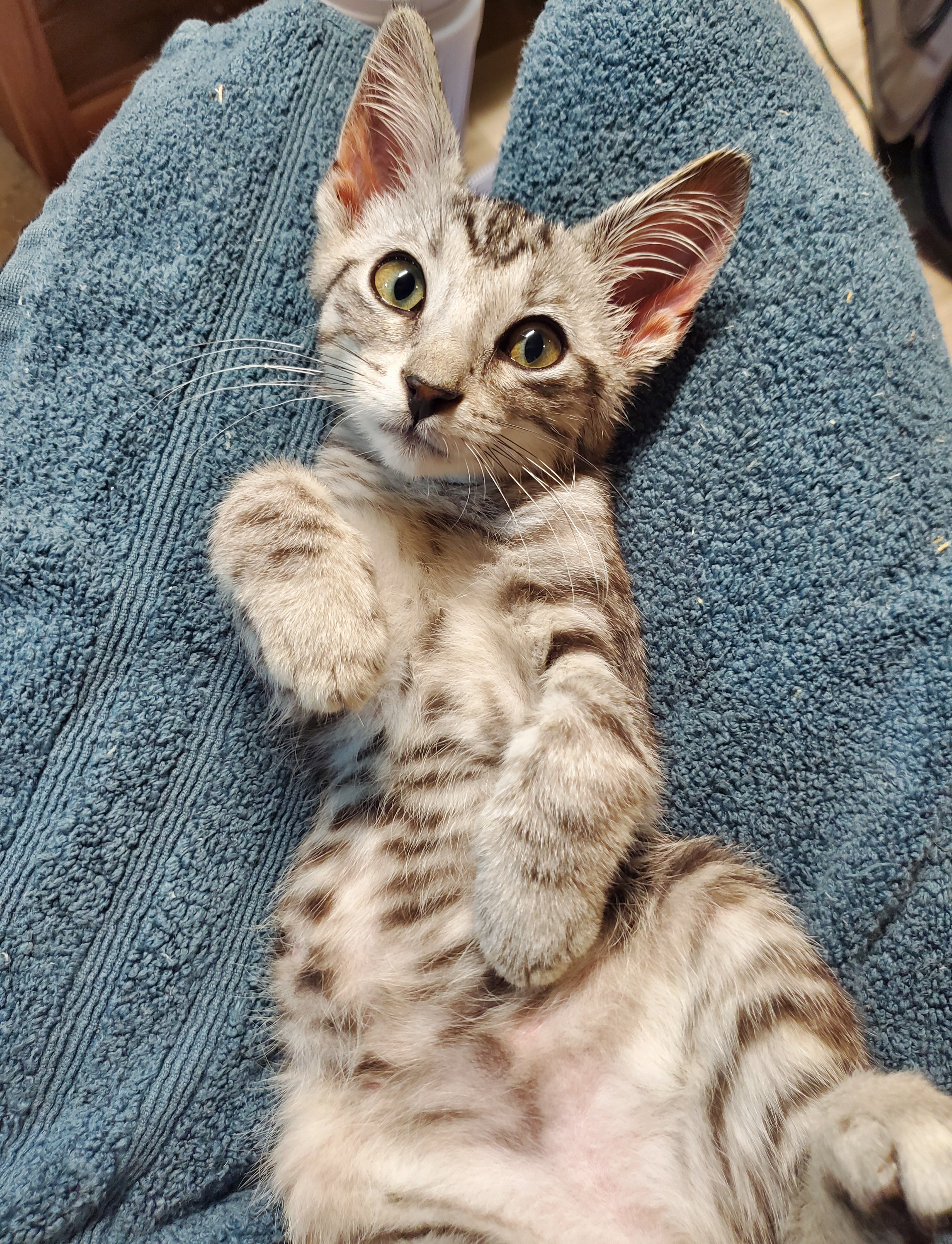 Baloney, Adopted, Kitten Male American Shorthair.