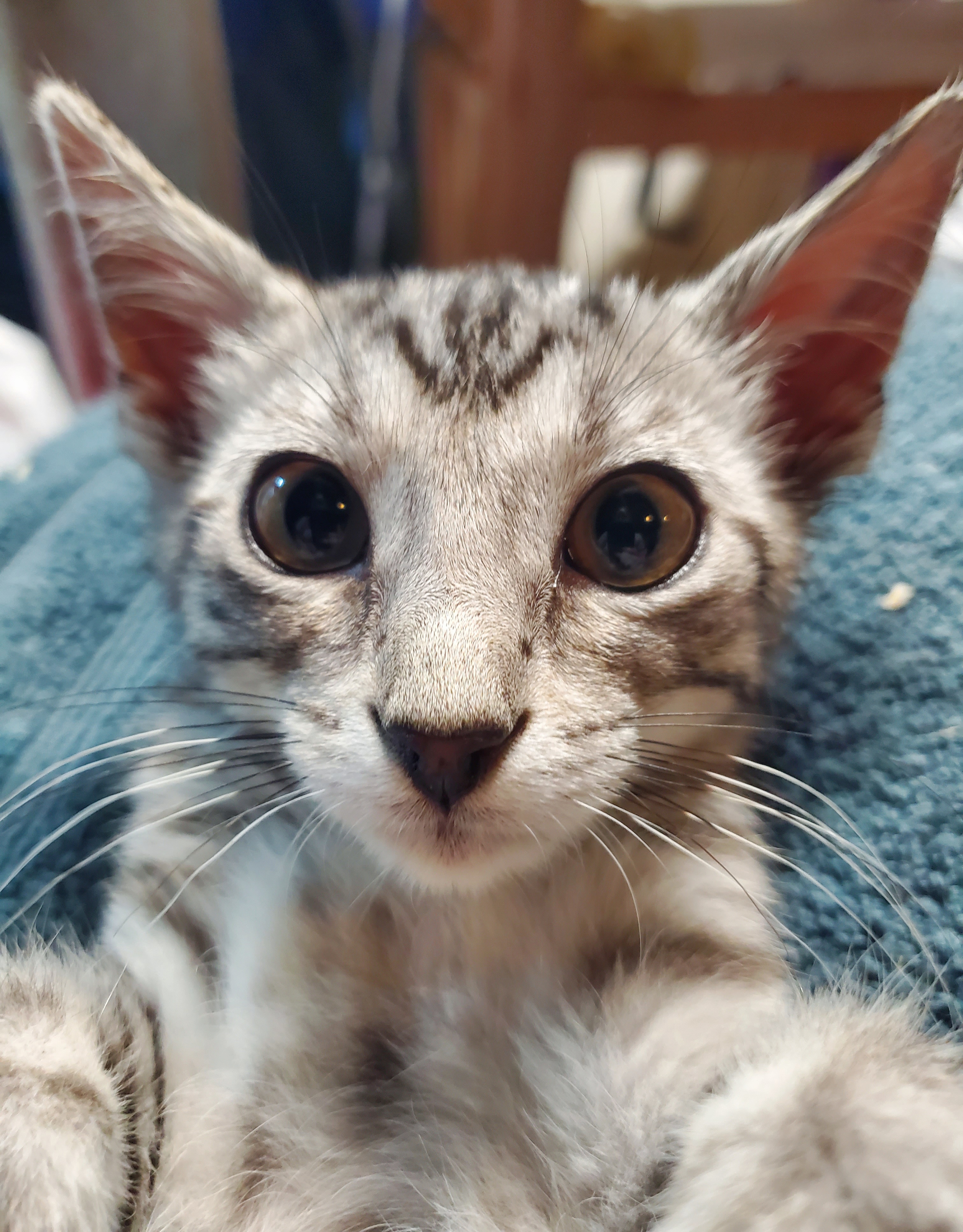 Baloney, a Adopted American Shorthair in Milwaukee, WI image 2/6