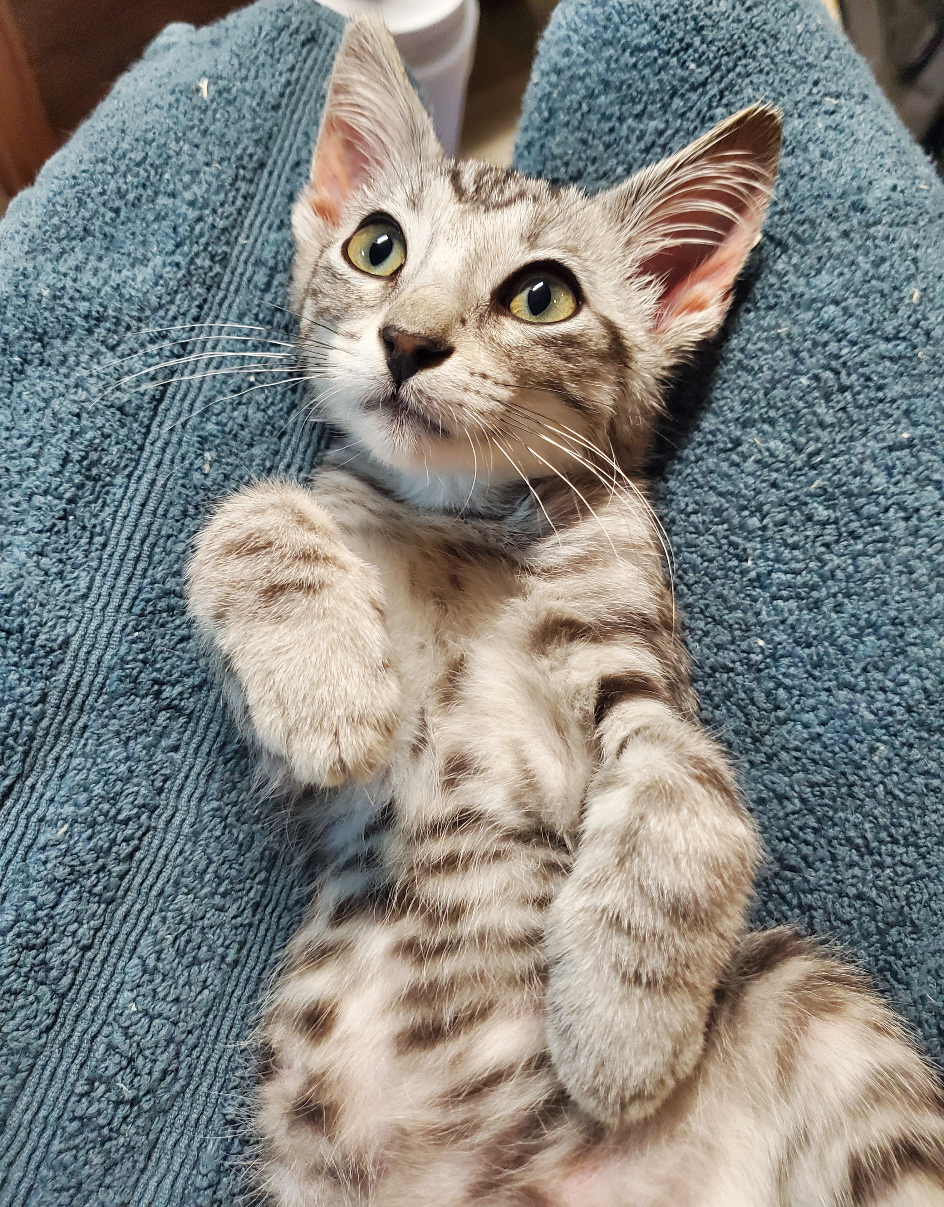 Baloney, a Adopted American Shorthair in Milwaukee, WI image 3/6