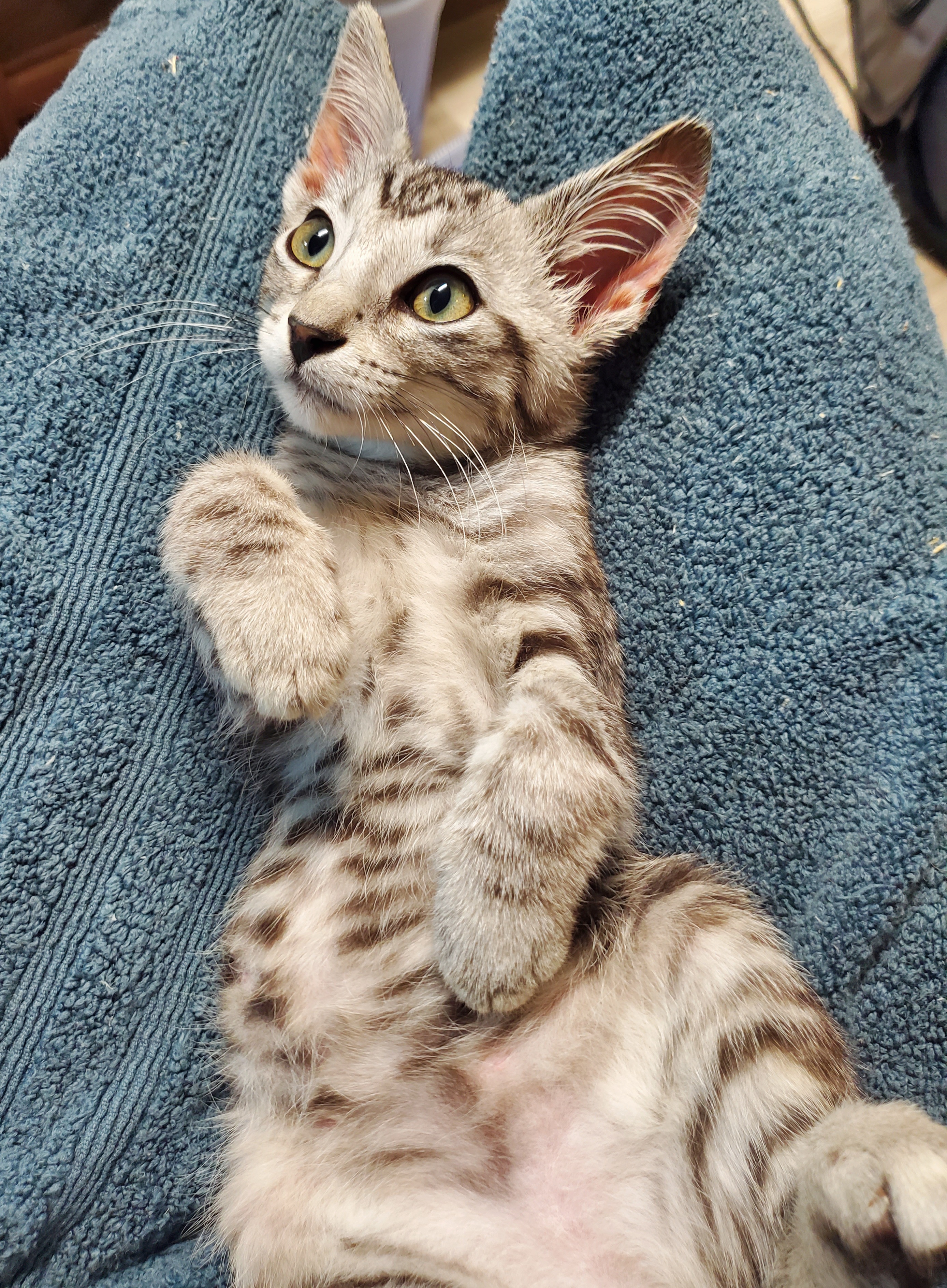 Baloney, a Adopted American Shorthair in Milwaukee, WI image 4/6