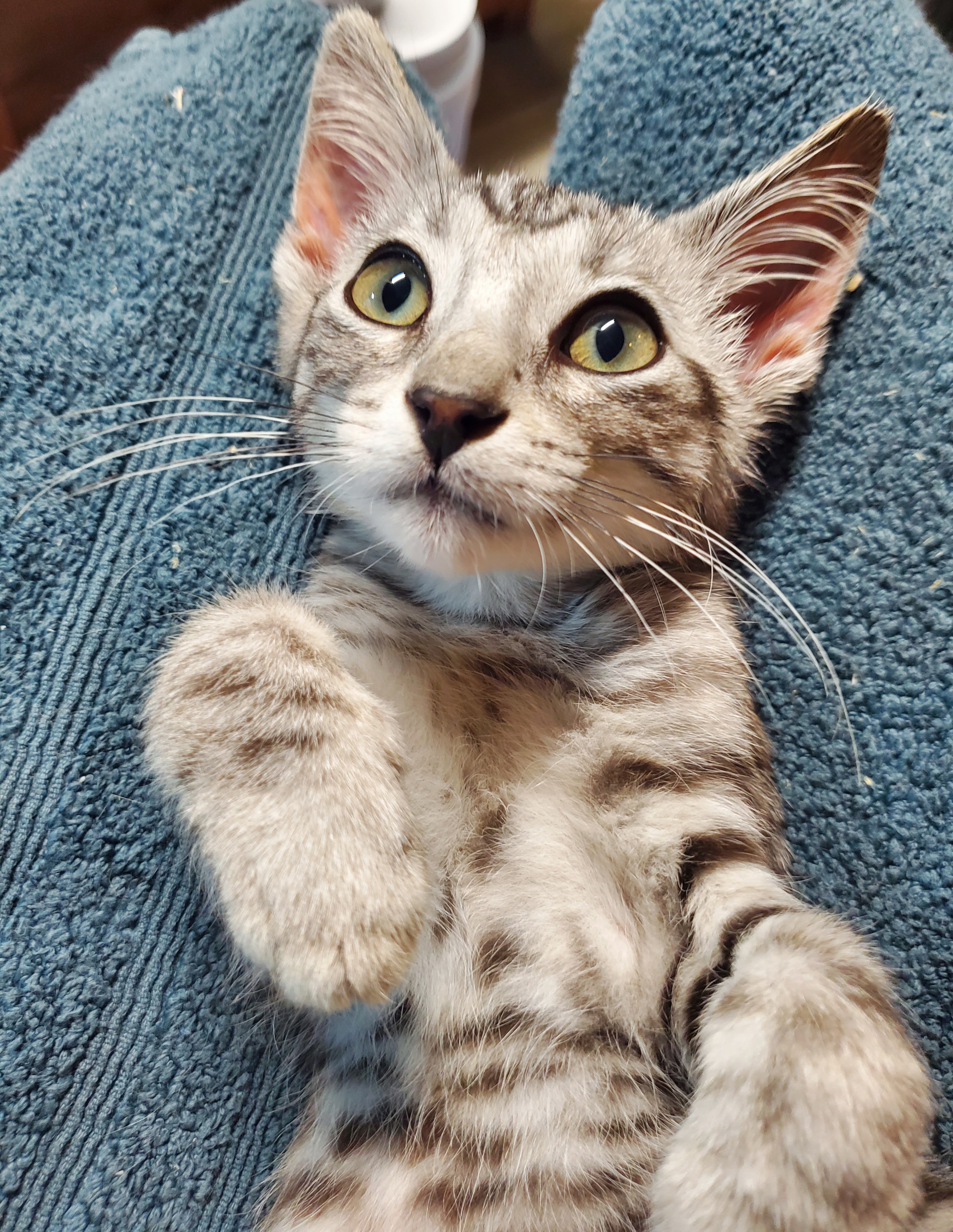 Baloney, a Adopted American Shorthair in Milwaukee, WI image 5/6