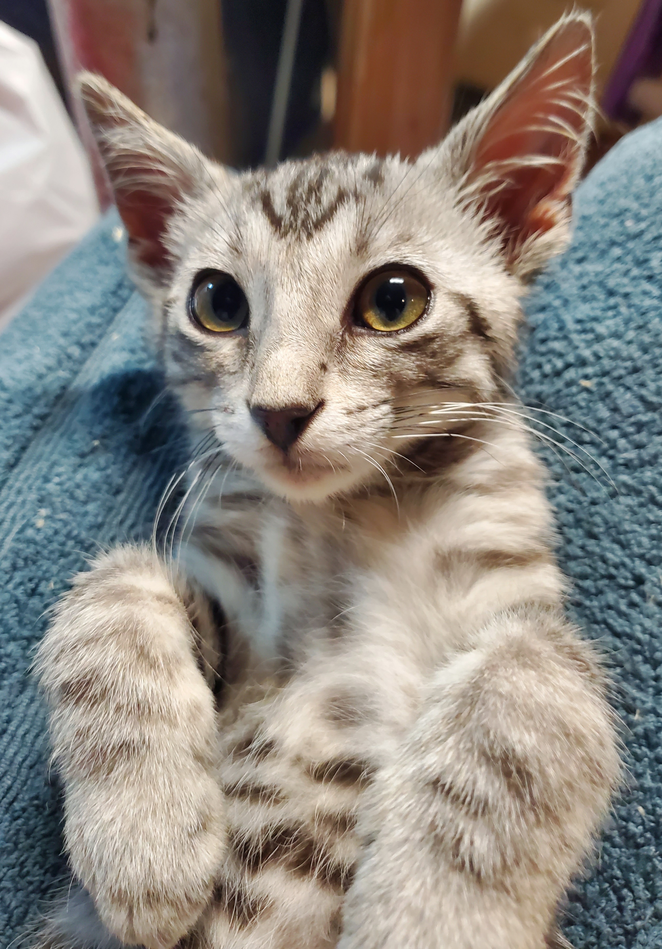 Baloney, a Adopted American Shorthair in Milwaukee, WI image 6/6