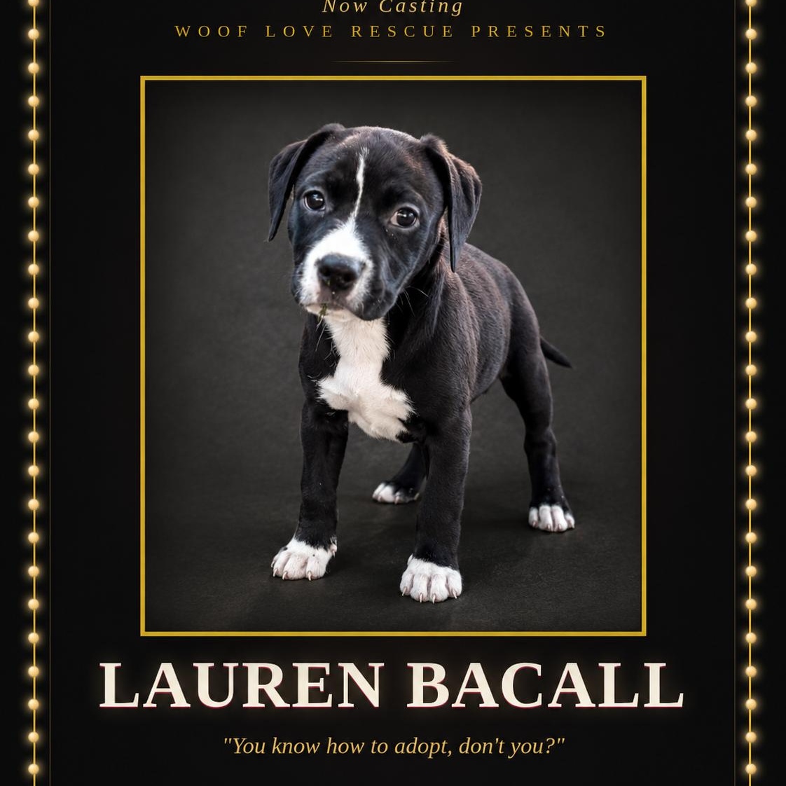 Lauren Bacall, ADOPTABLE, Puppy Female Labrador Retriever.