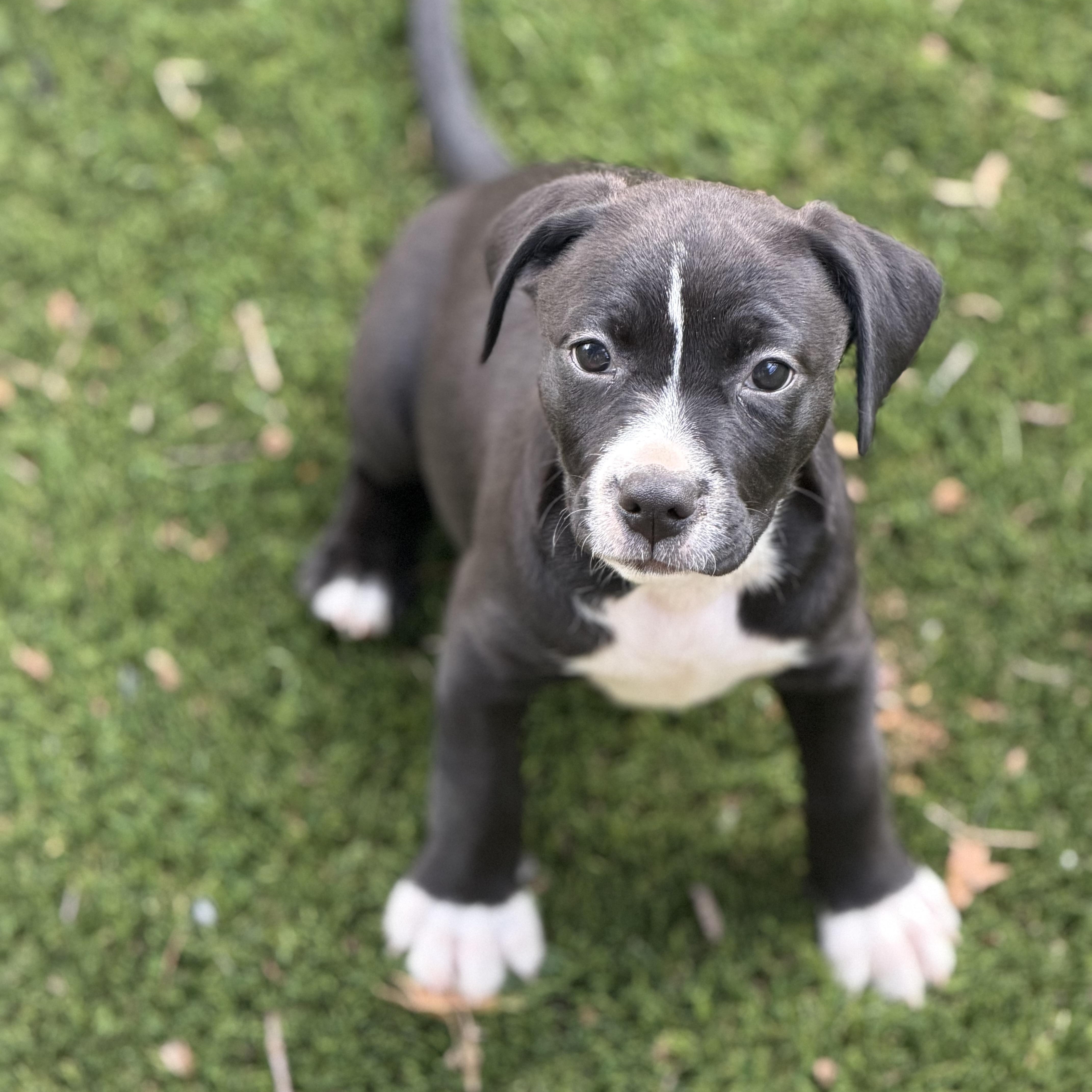 Enlarge Lauren Bacall, a ADOPTABLE mixed breed in Collingswood, NJ image 2/5