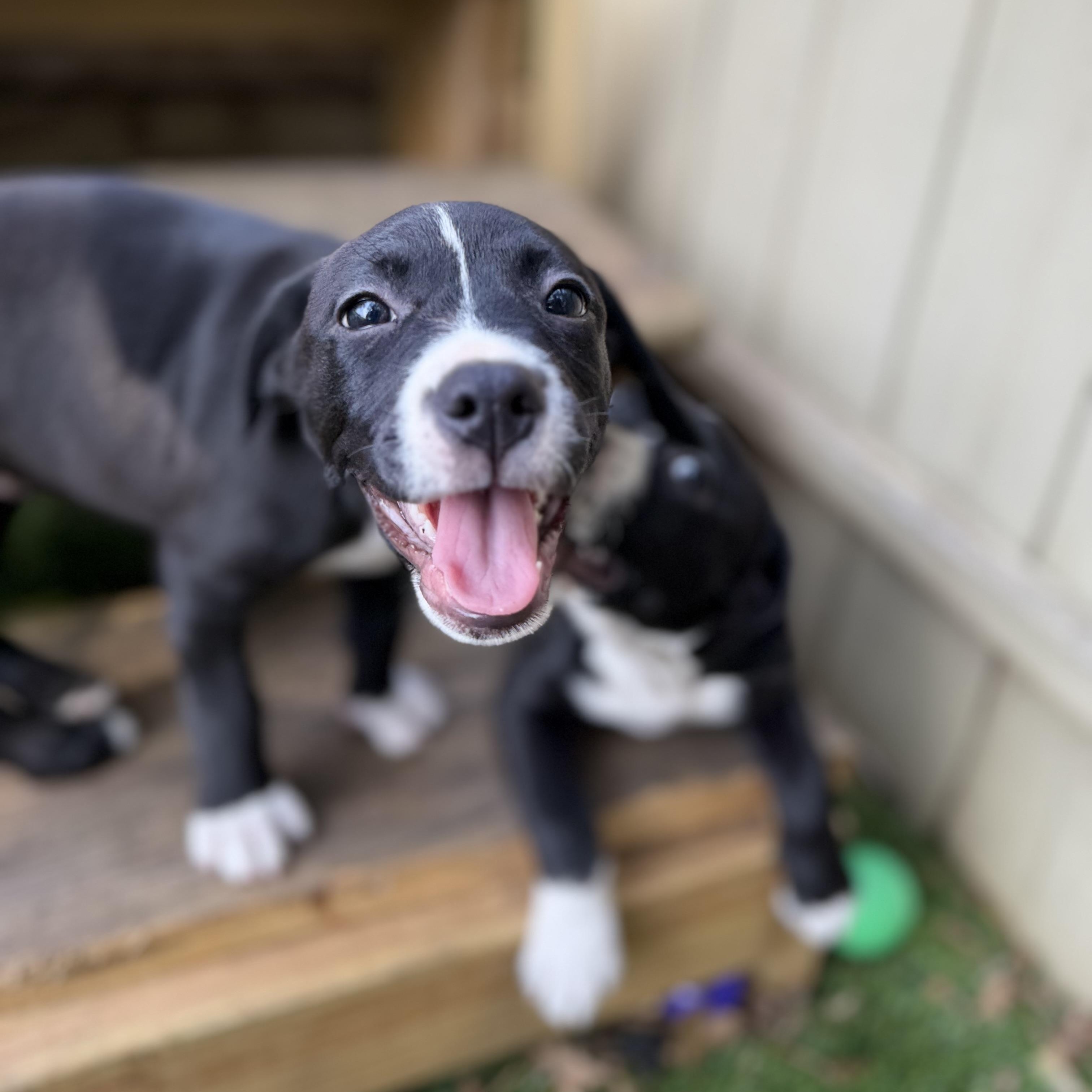 Enlarge Lauren Bacall, a ADOPTABLE mixed breed in Collingswood, NJ image 4/5