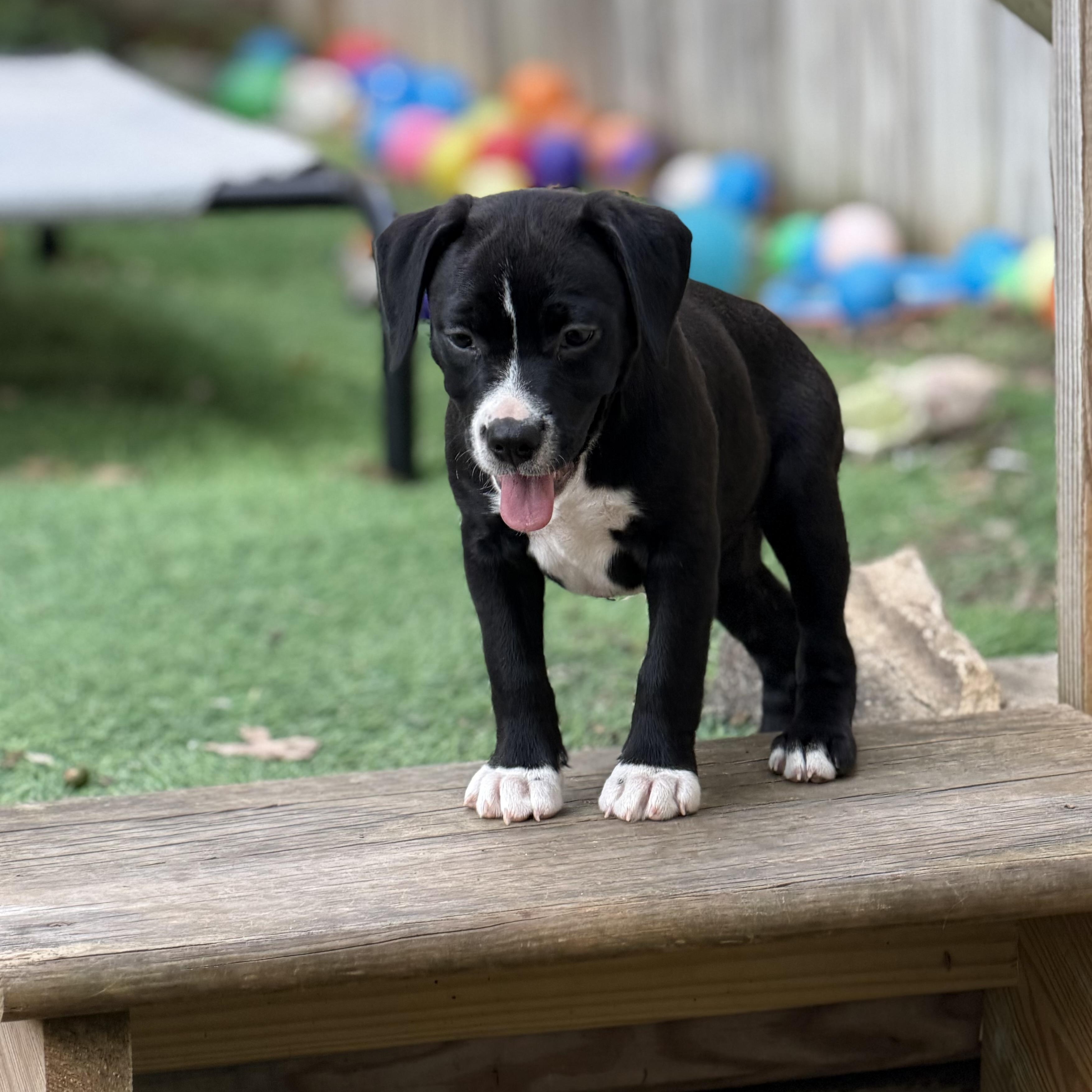 Enlarge Lauren Bacall, a ADOPTABLE mixed breed in Collingswood, NJ image 5/5
