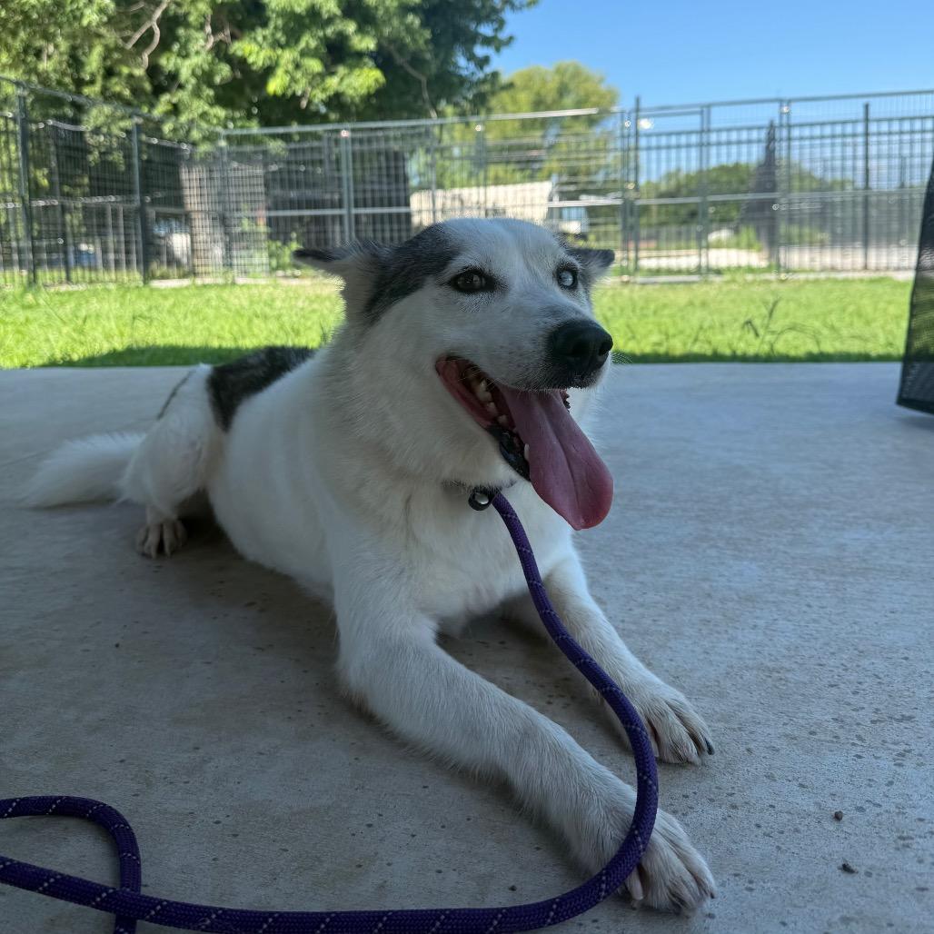 Enlarge Piper, a Adoptable mixed breed in Eufaula, OK image 1/5