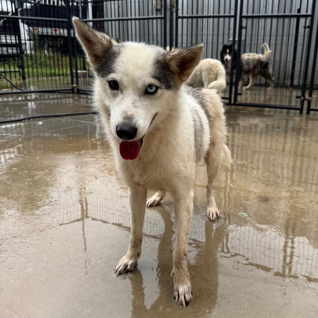 Enlarge Piper, a Adoptable mixed breed in Eufaula, OK image 2/5