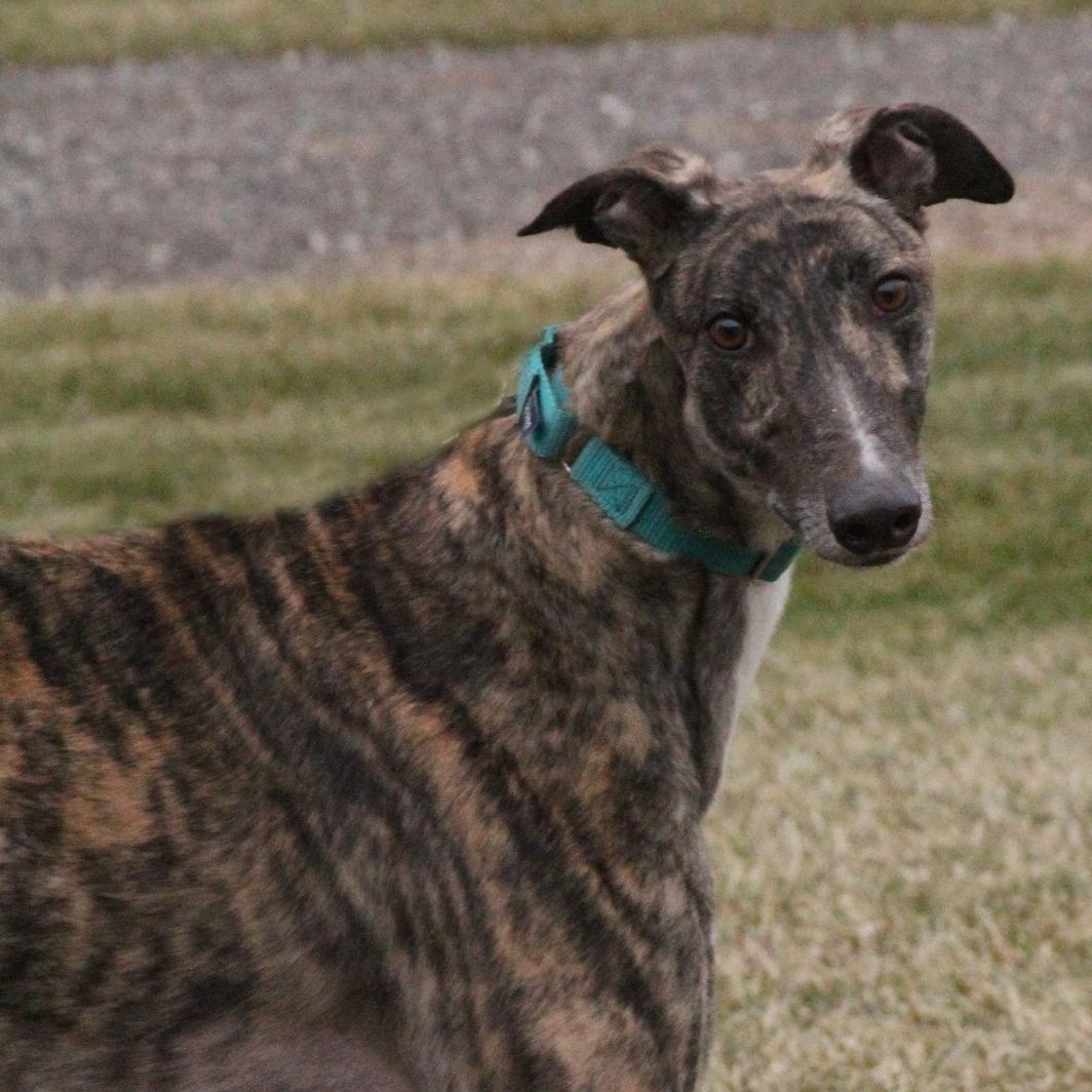 Holt, adoptable, Young Male Greyhound.