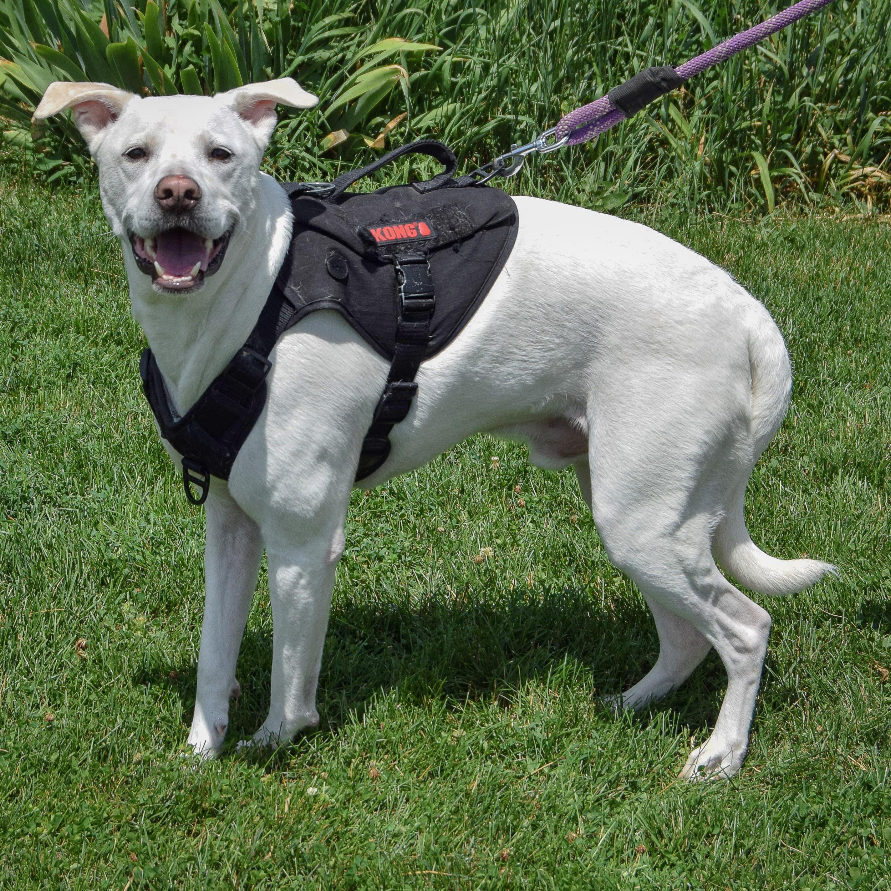 Zero, a Adoptable mixed breed in Huntley, IL image 4/6