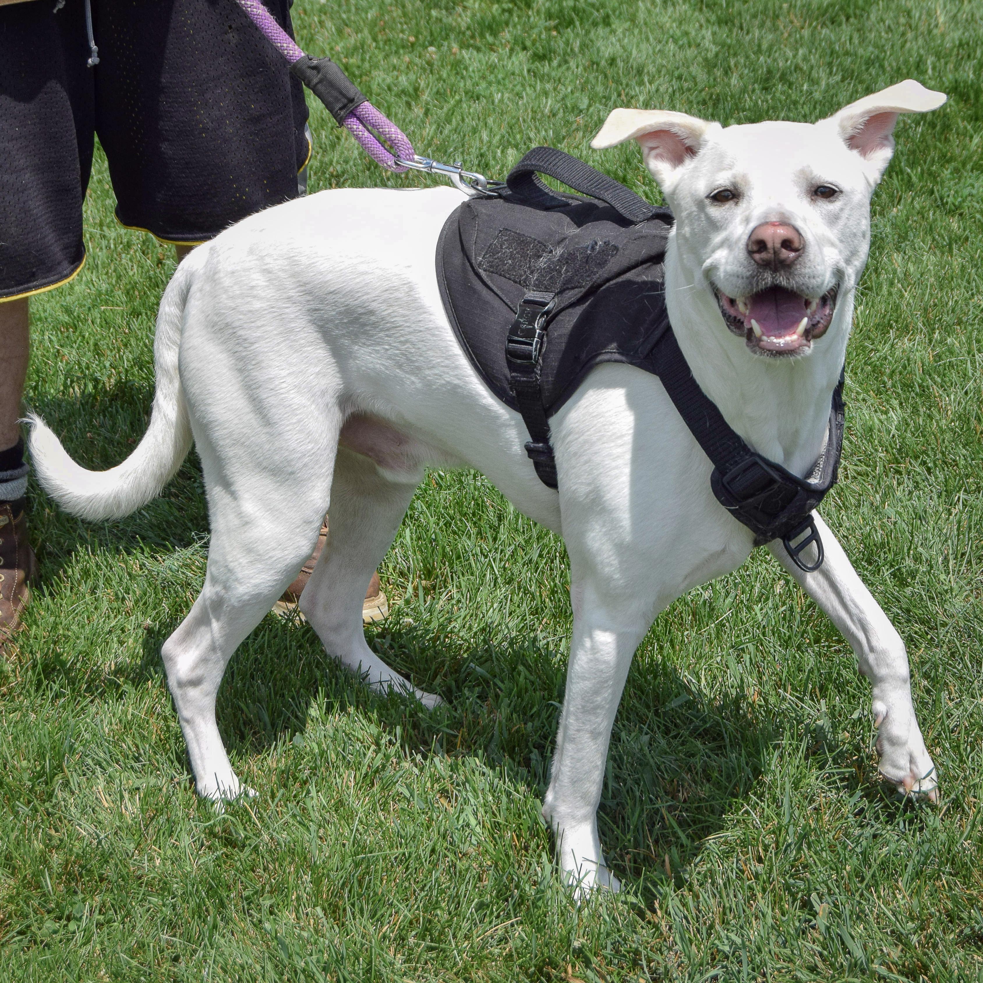 Zero, a Adoptable mixed breed in Huntley, IL image 3/6