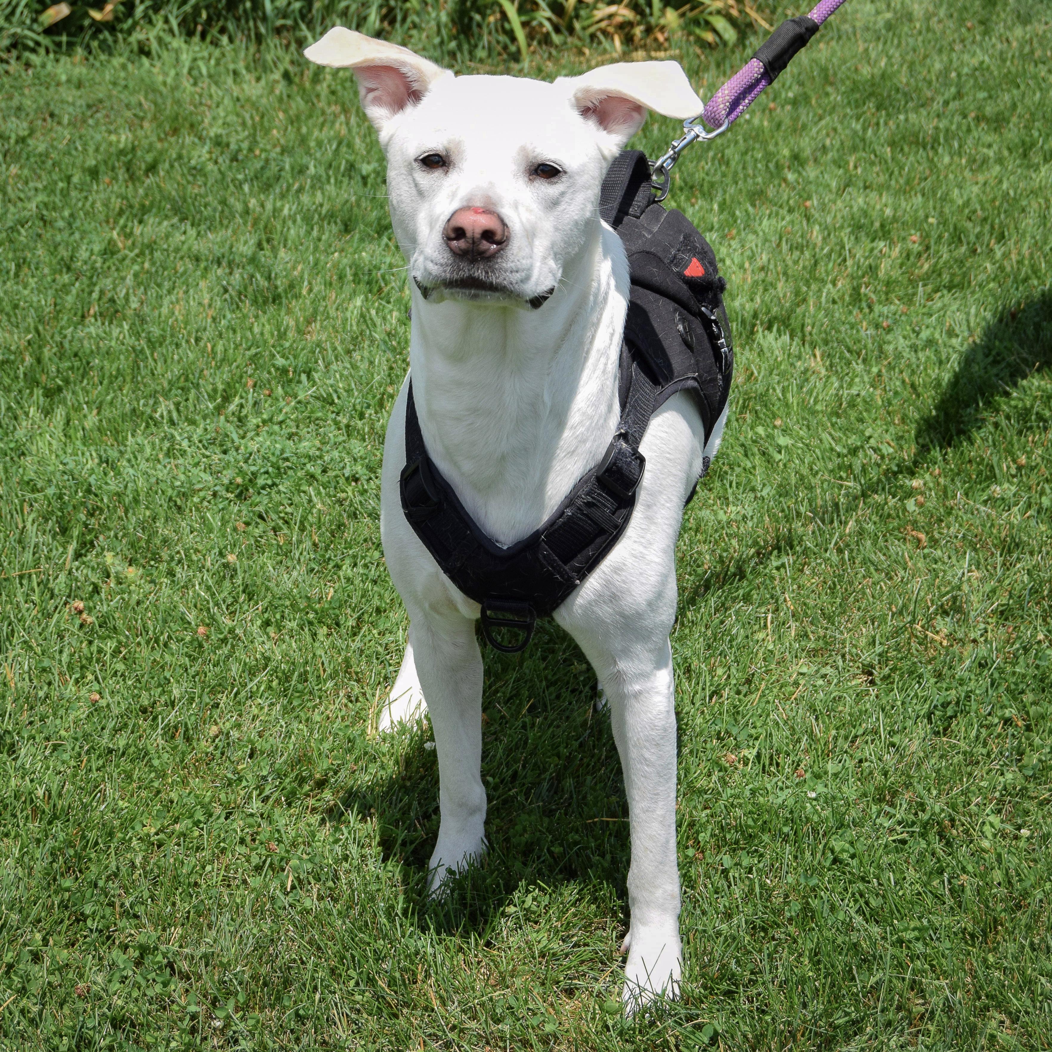 Zero, a Adoptable mixed breed in Huntley, IL image 5/6