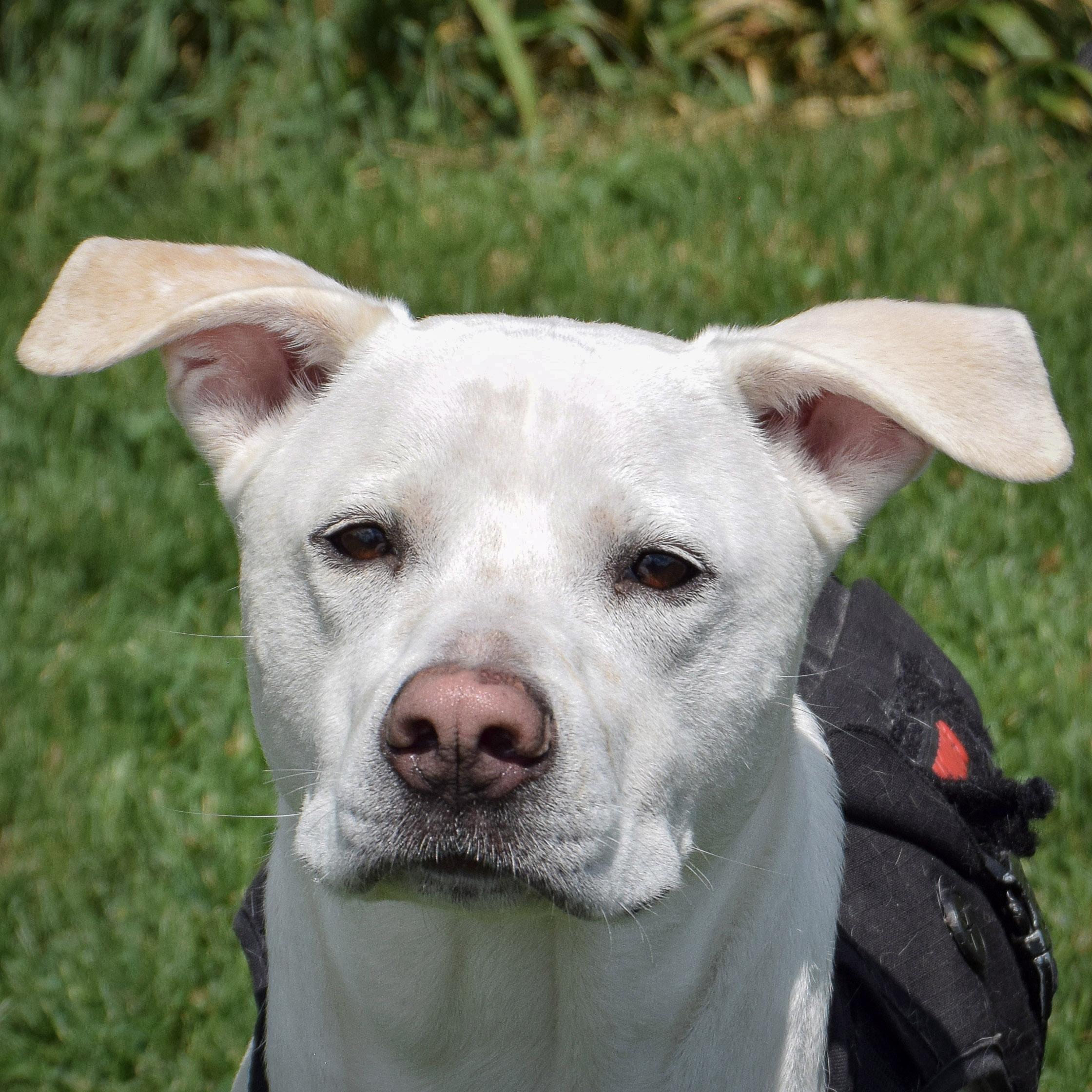 Zero, a Adoptable mixed breed in Huntley, IL image 1/6