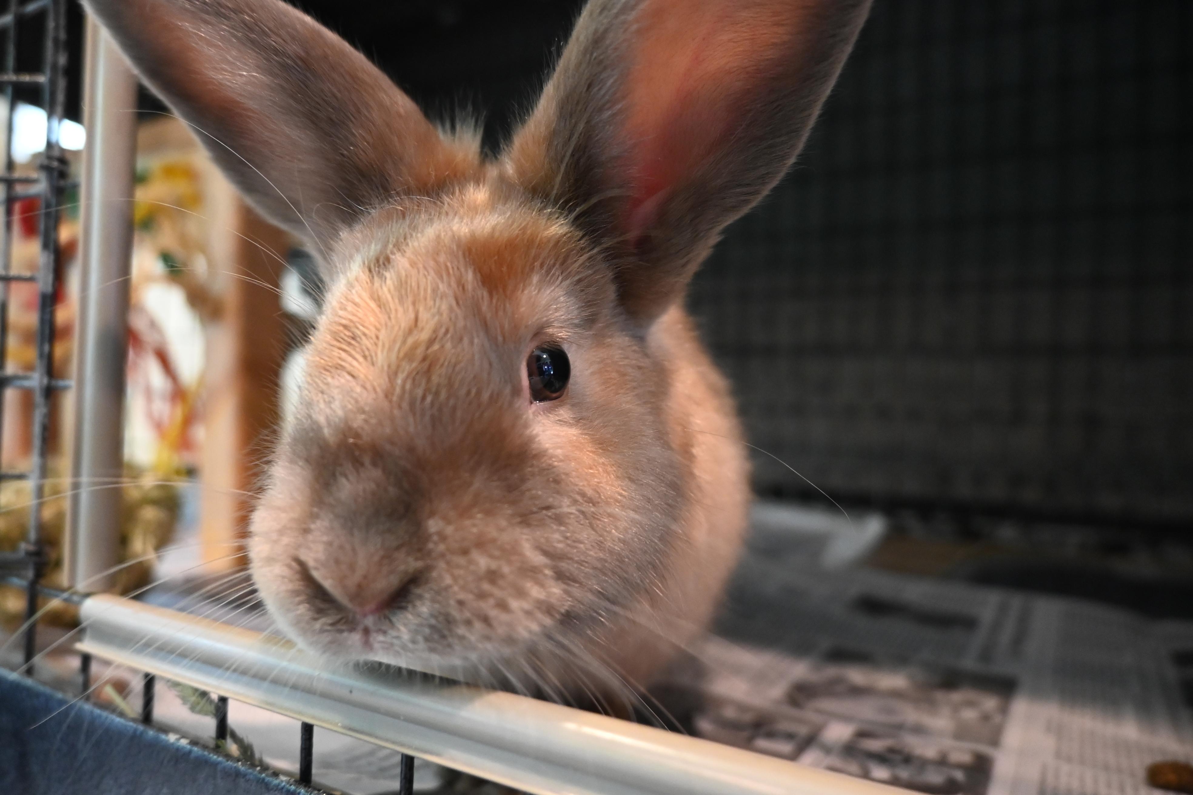 Clover, Young Female unknown