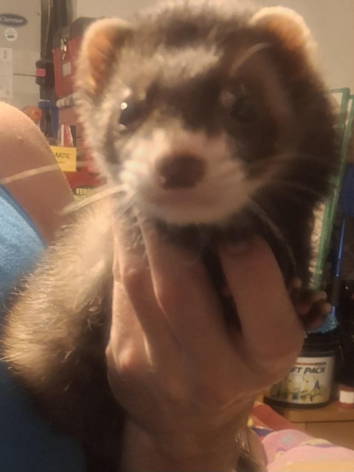 Enlarge Watson, a ADOPTABLE Ferret in Lake worth, FL image 1/1