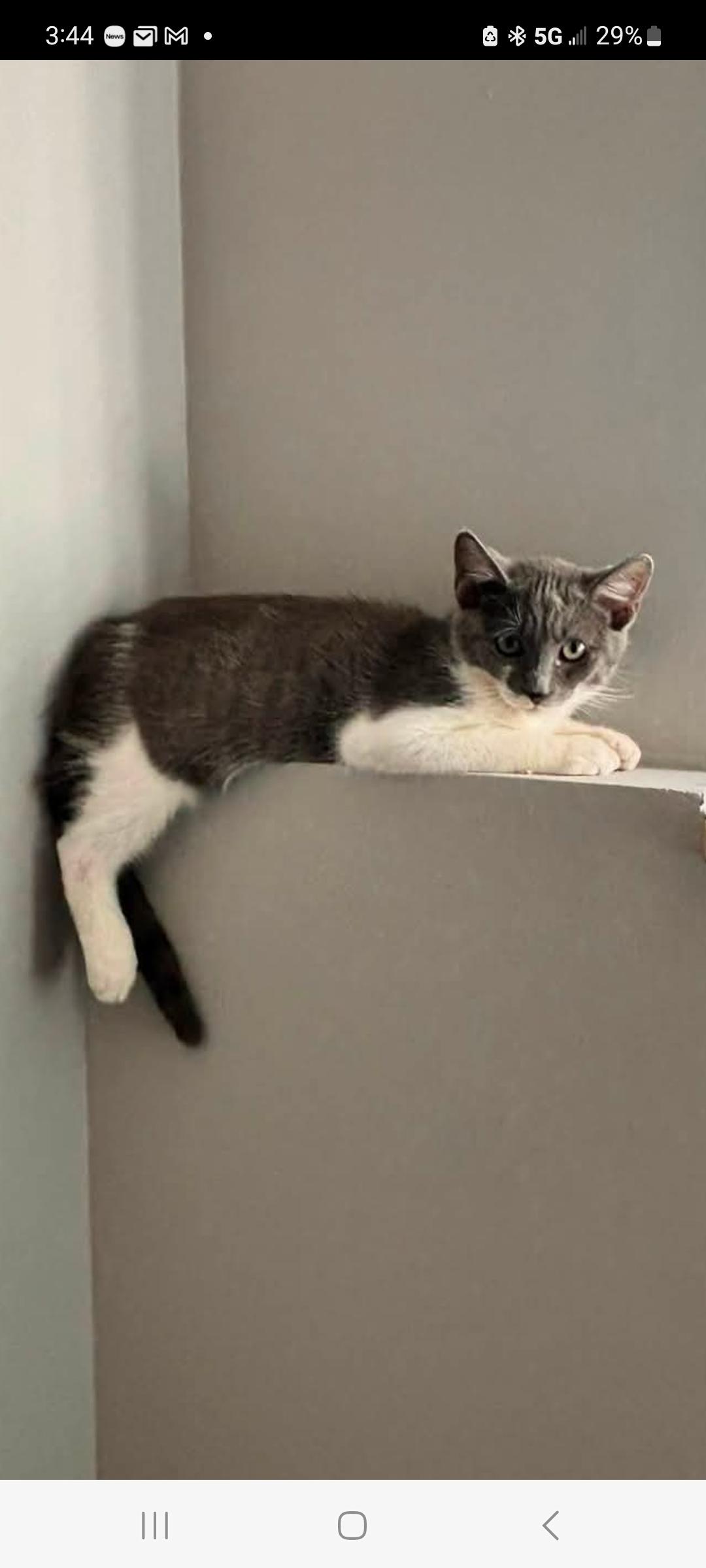 Baby, Adoptable, Kitten Male Domestic Short Hair.