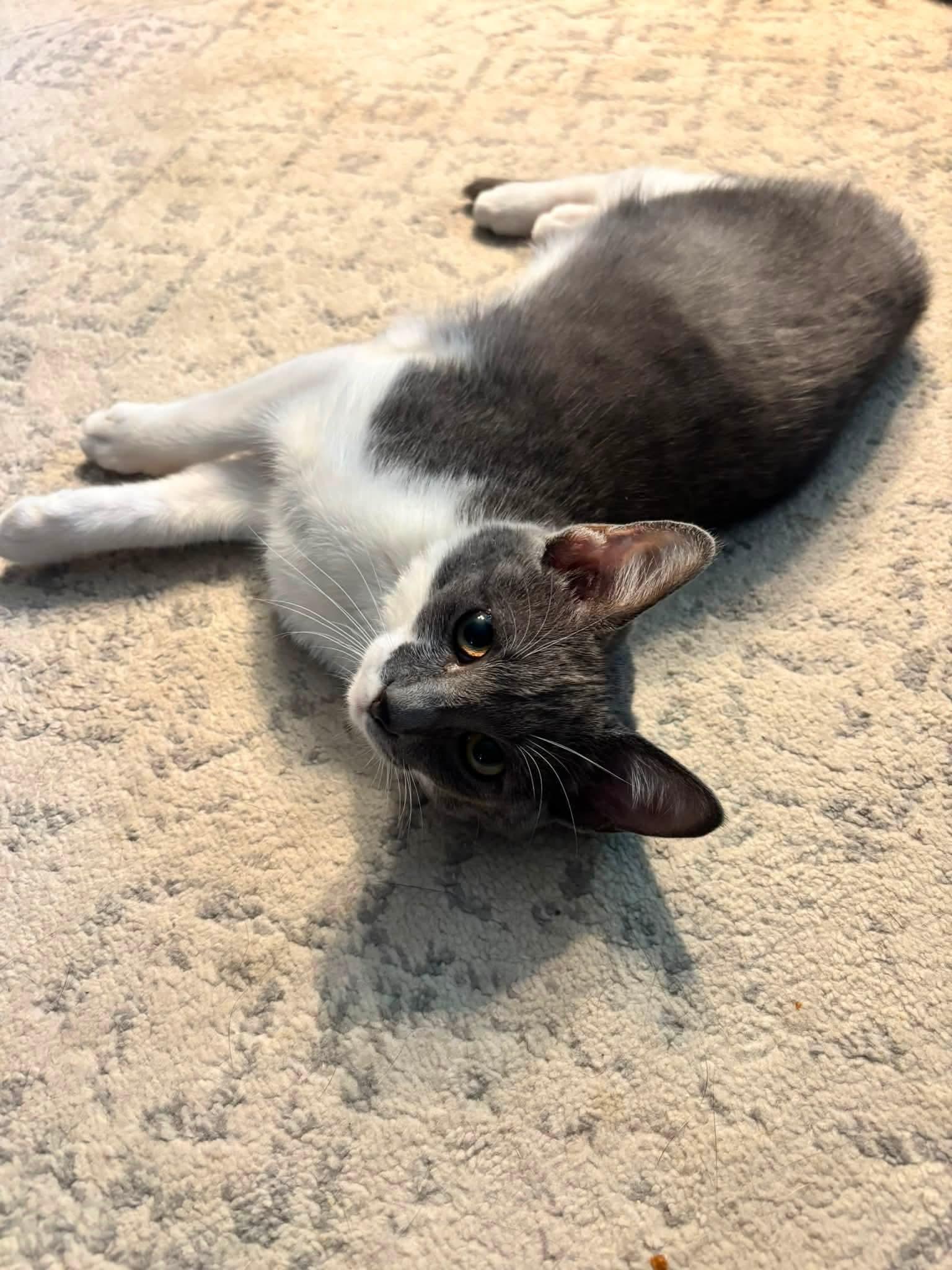Enlarge Baby, a Adoptable Domestic Short Hair in Lewis Center, OH image 2/5
