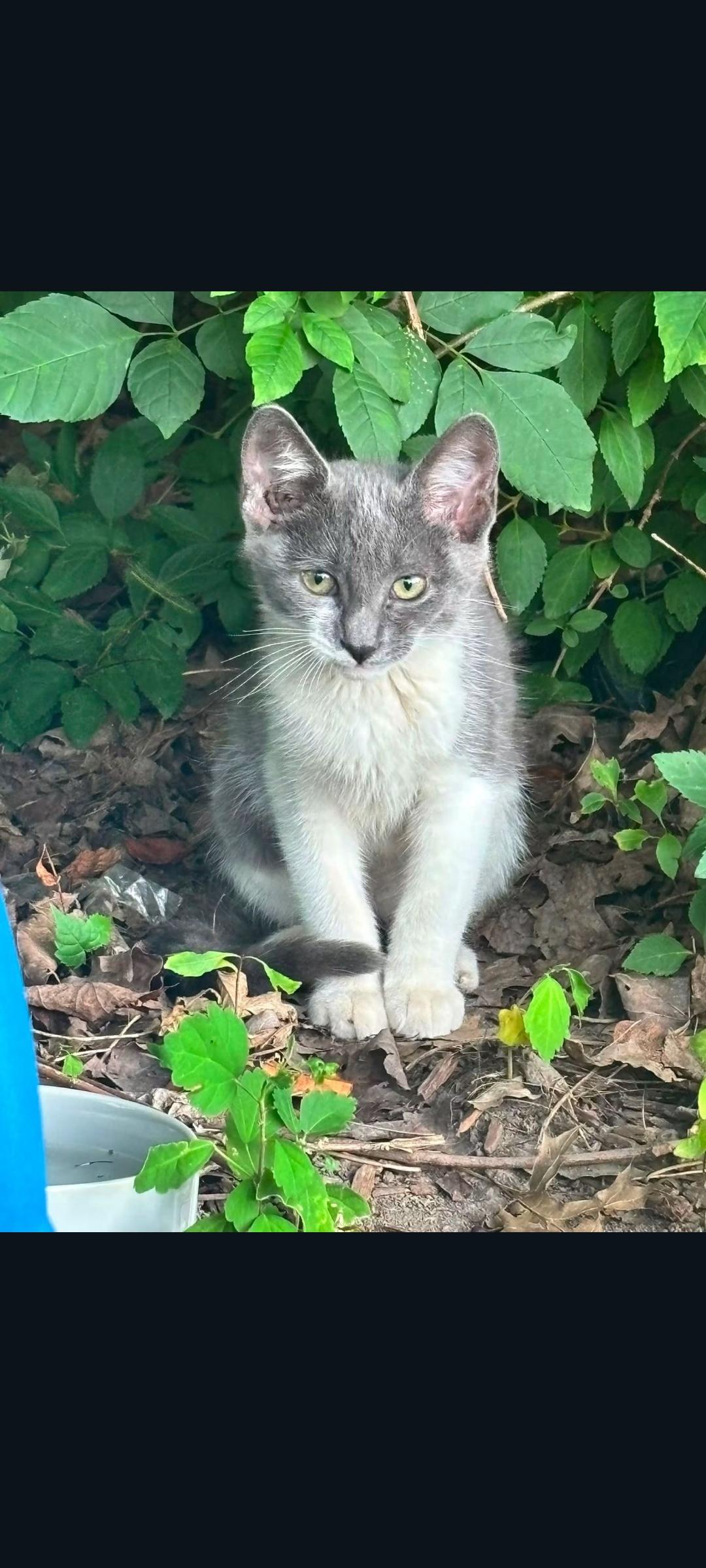 Enlarge Baby, a Adoptable Domestic Short Hair in Lewis Center, OH image 3/5