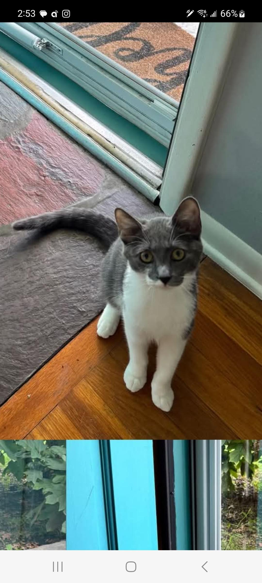 Enlarge Baby, a Adoptable Domestic Short Hair in Lewis Center, OH image 5/5