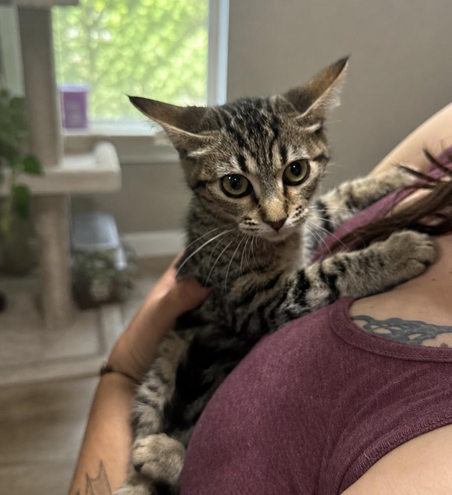 Winnie The Pooh, Adoptable, Kitten Female Domestic Short Hair.