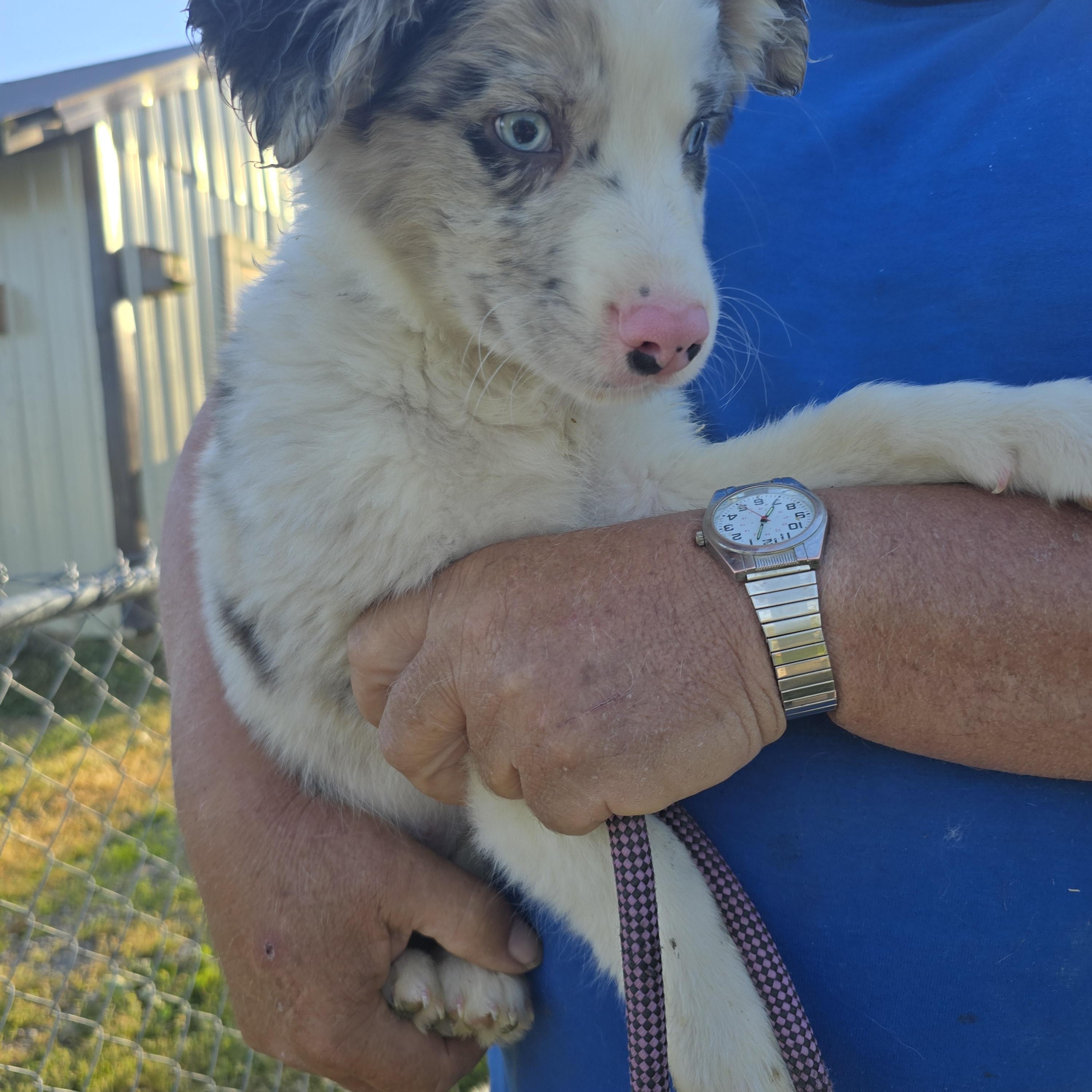 Rowdy, adopted, Puppy Male Australian Shepherd.