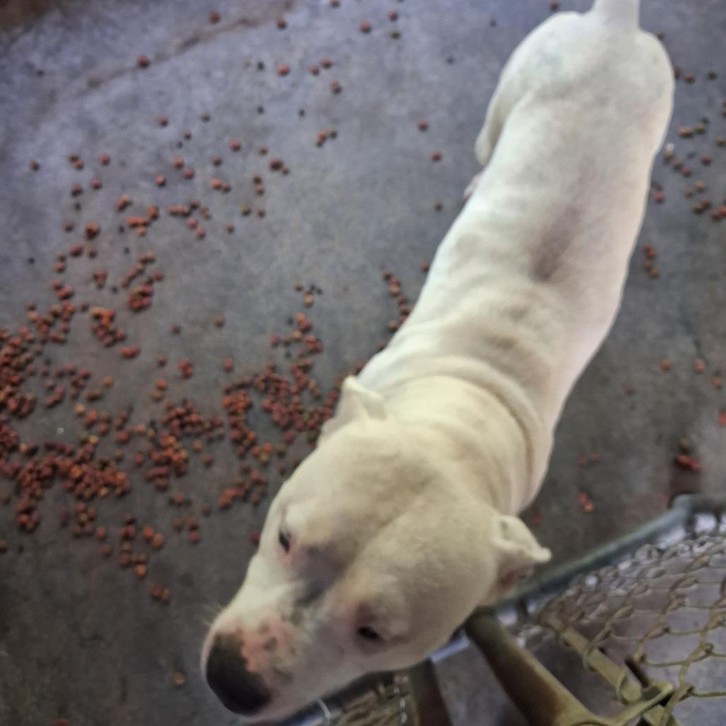 Zeus, Adoptable, Adult Male Pit Bull Terrier.