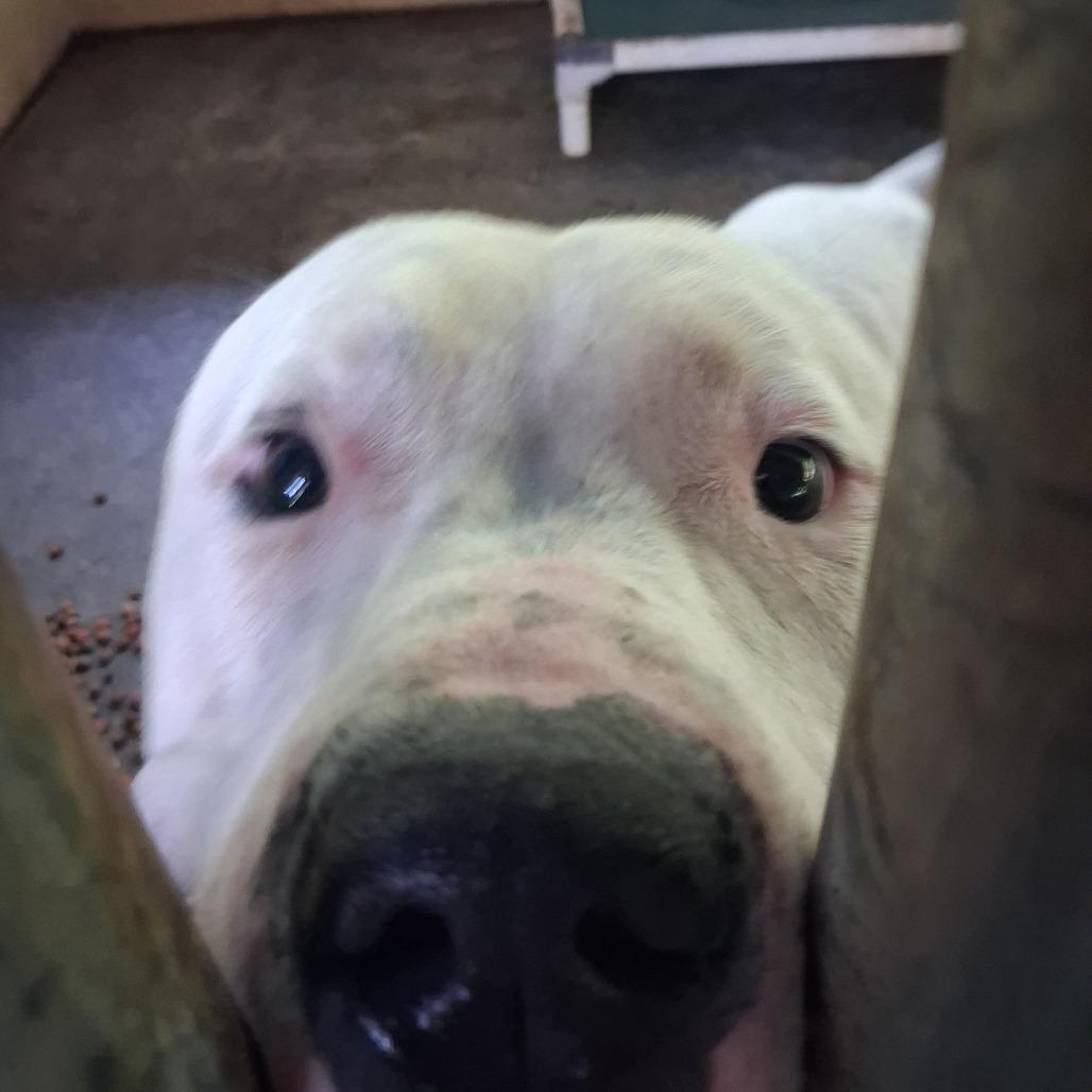 Enlarge Zeus, a Adoptable Pit Bull Terrier in Lyons, GA image 2/2