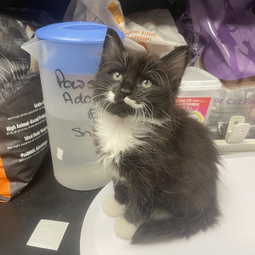 Enlarge Khai, a Adoptable Domestic Medium Hair in Abbotsford, BC image 1/5