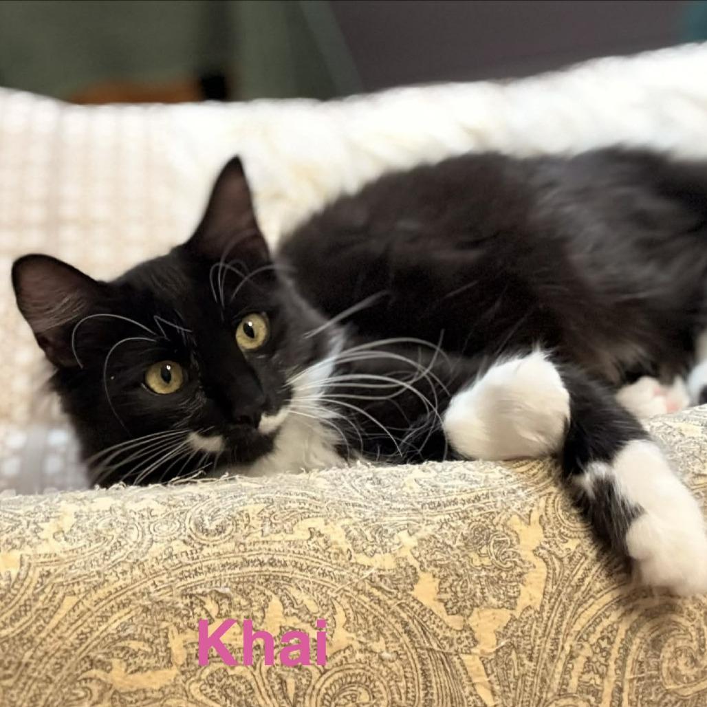 Khai, Adoptable, Kitten Female Domestic Medium Hair.