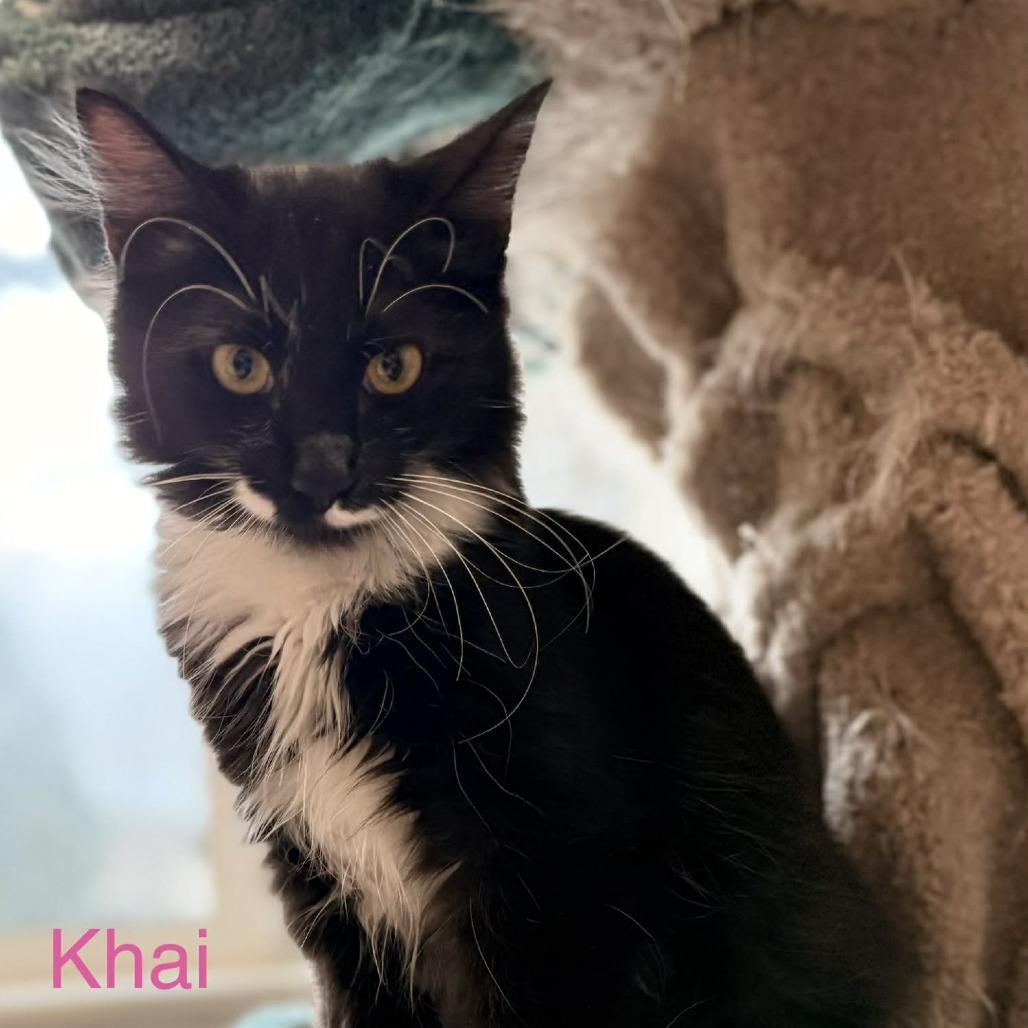 Enlarge Khai, a Adoptable Domestic Medium Hair in Abbotsford, BC image 3/5