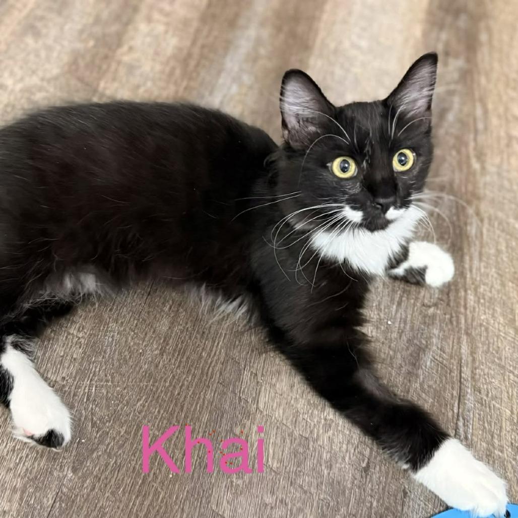 Enlarge Khai, a Adoptable Domestic Medium Hair in Abbotsford, BC image 4/5