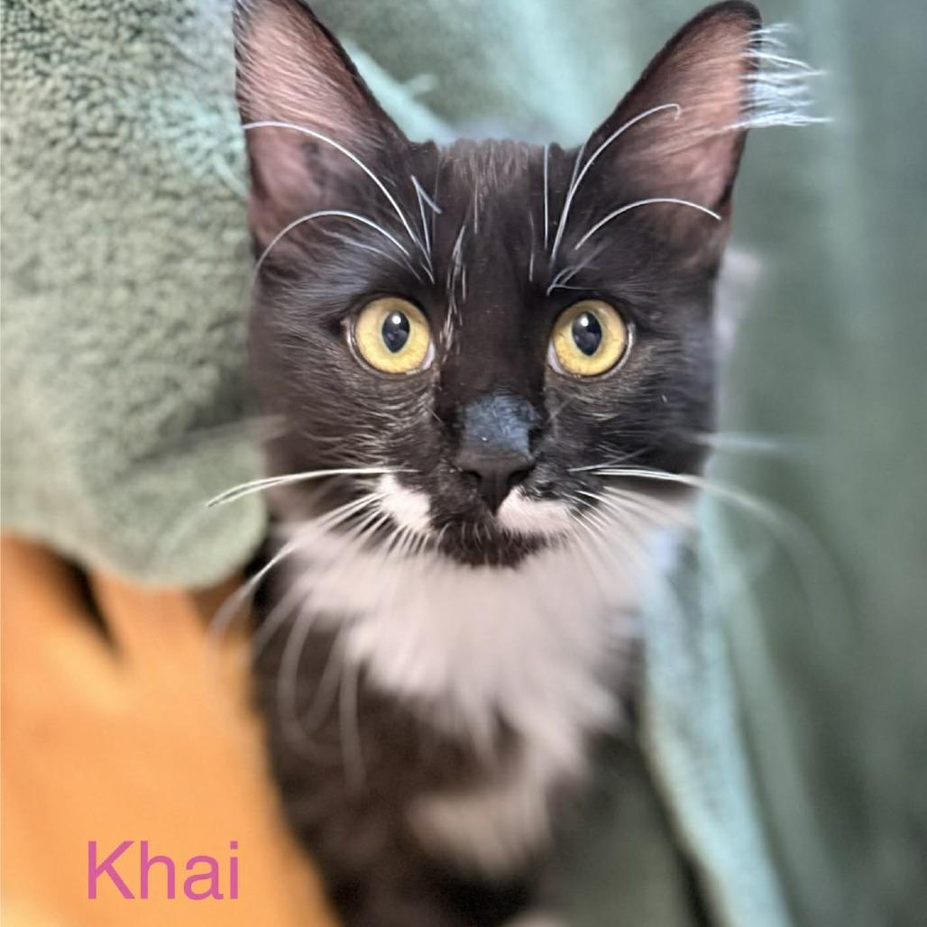 Enlarge Khai, a Adoptable Domestic Medium Hair in Abbotsford, BC image 5/5