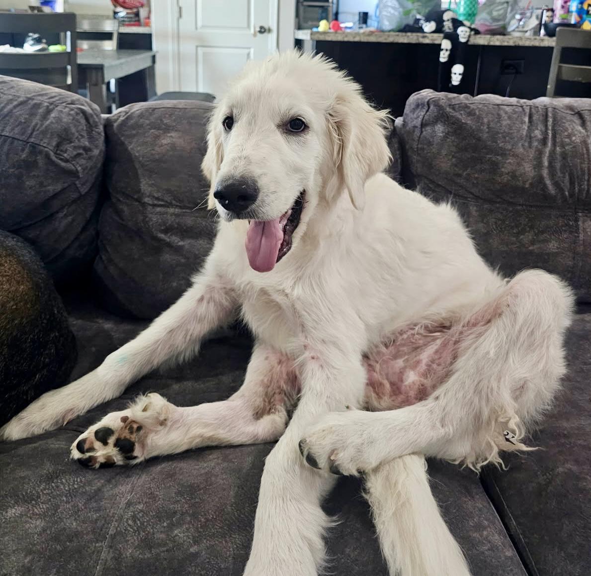 Enlarge Echo, a Adopted Great Pyrenees in El Segundo, CA image 2/2