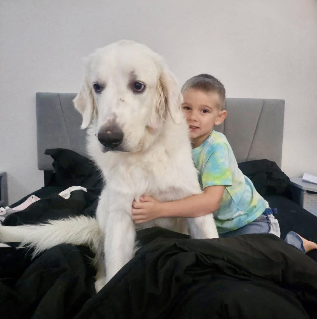 Enlarge Echo, a Adopted Great Pyrenees in El Segundo, CA image 1/2