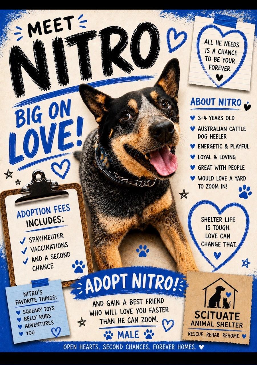 Nitro, a ADOPTABLE Australian Cattle Dog / Blue Heeler in Clayville, RI image 1/2