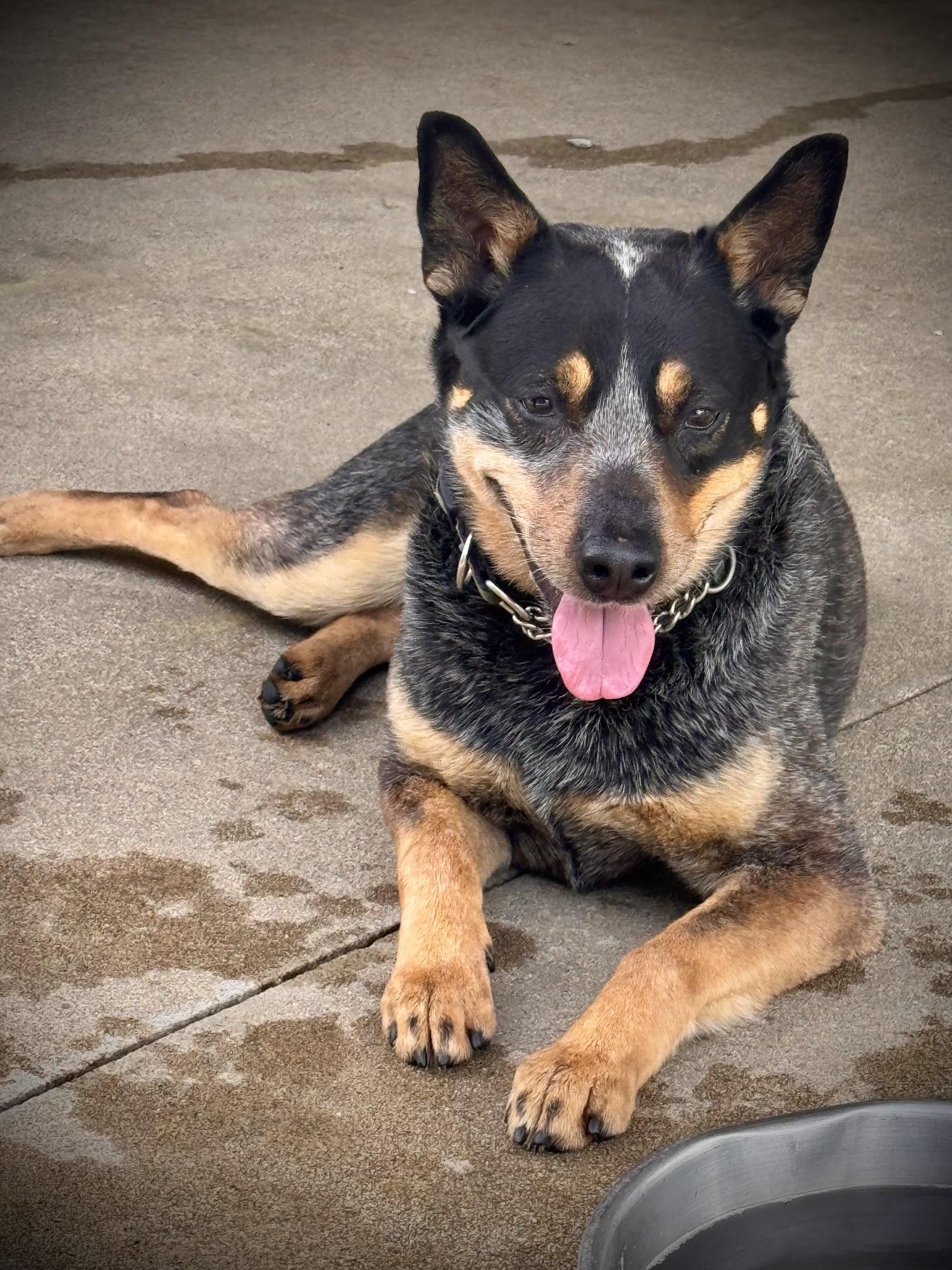 Nitro, ADOPTABLE, Adult Male Australian Cattle Dog / Blue Heeler.