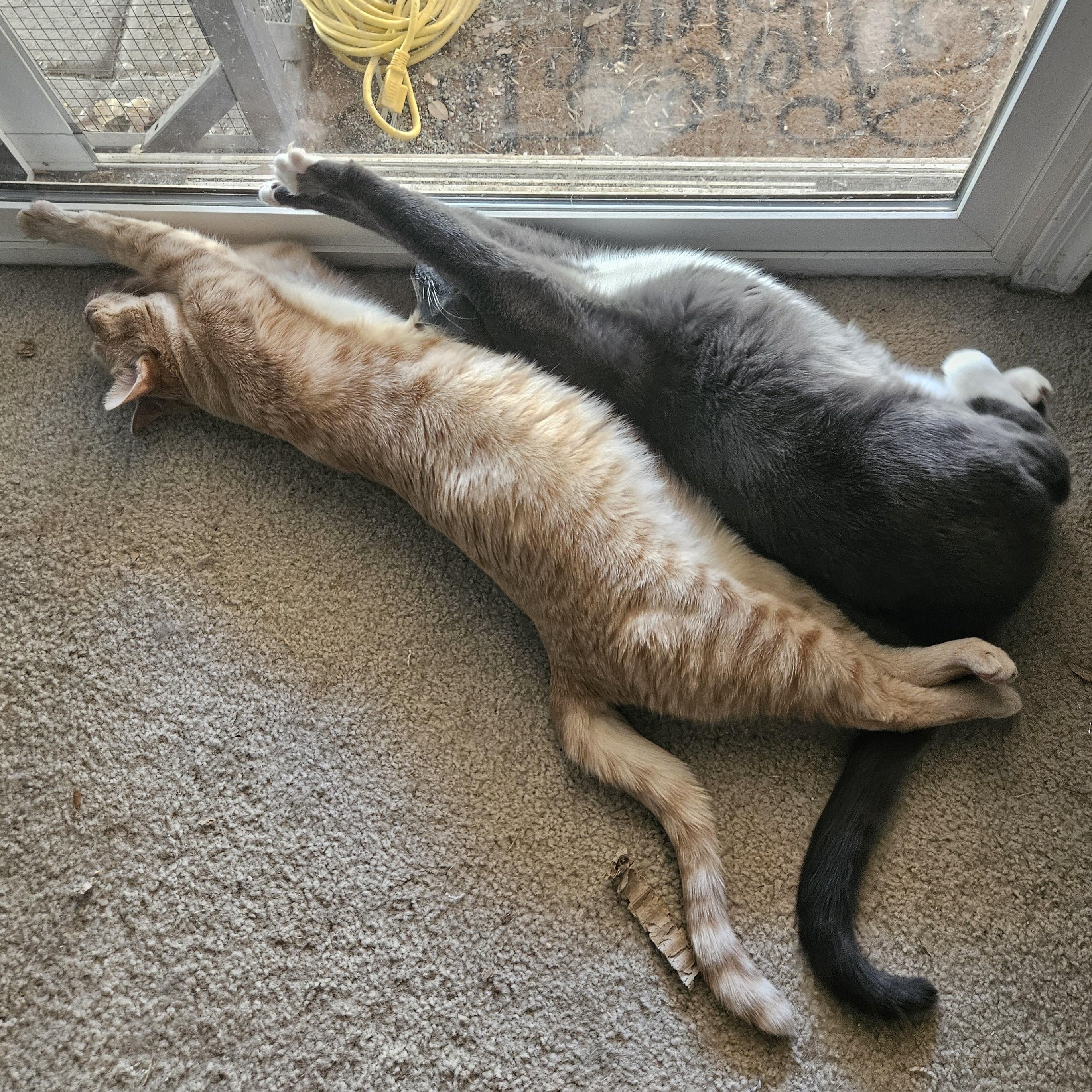 Enlarge Little Sir, a Adopted mixed breed in Phoenix, AZ image 5/5