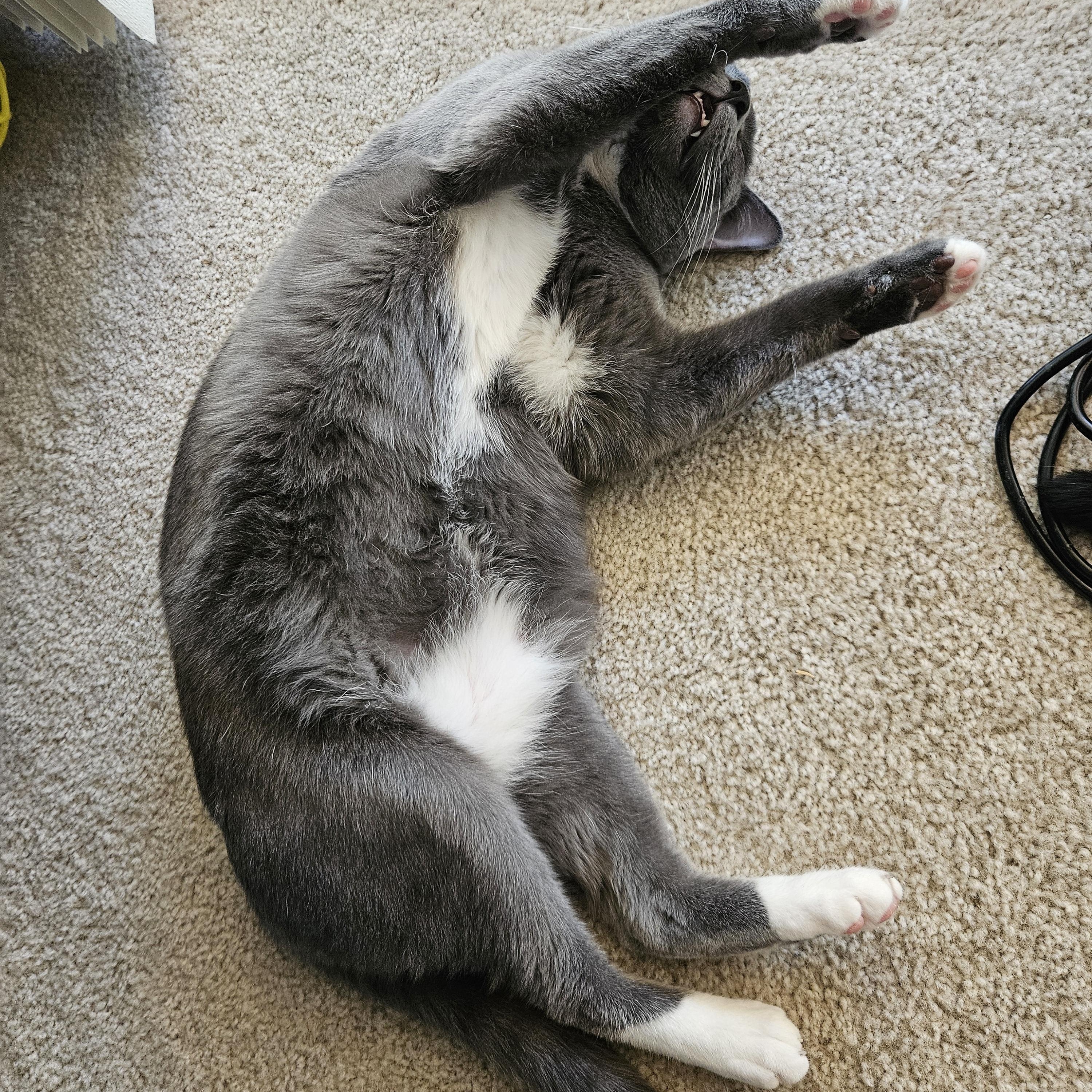 Enlarge Little Sir, a Adopted mixed breed in Phoenix, AZ image 4/5