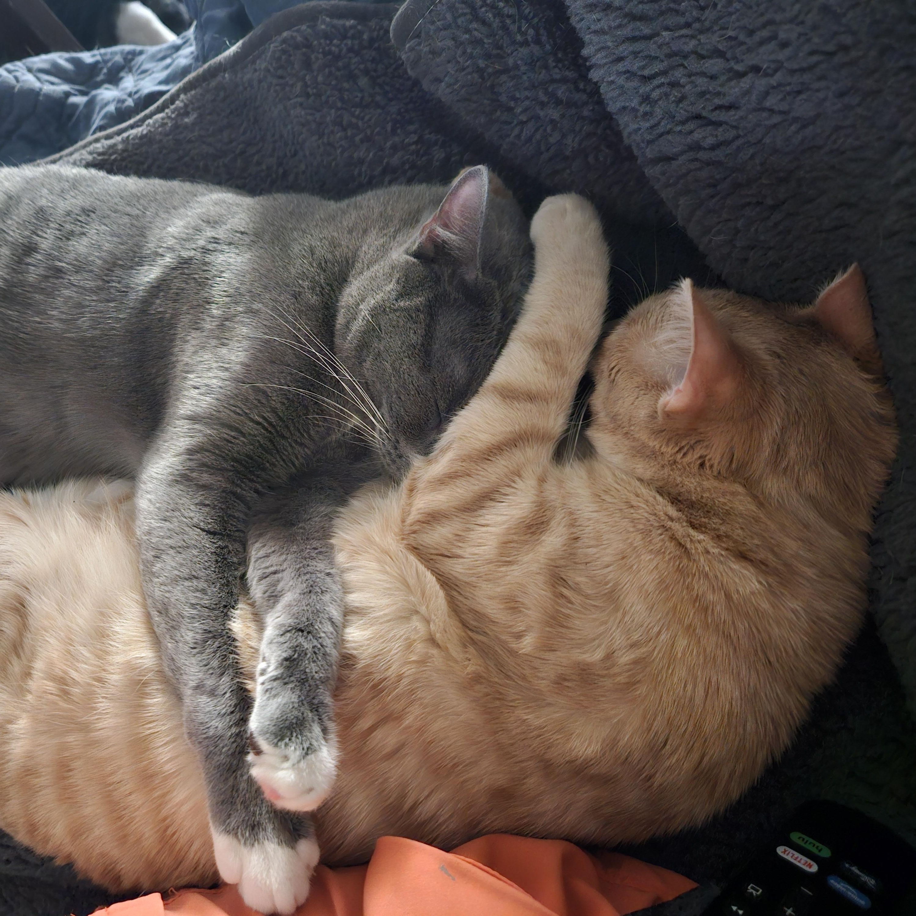 Enlarge Little Sir, a Adopted mixed breed in Phoenix, AZ image 3/5