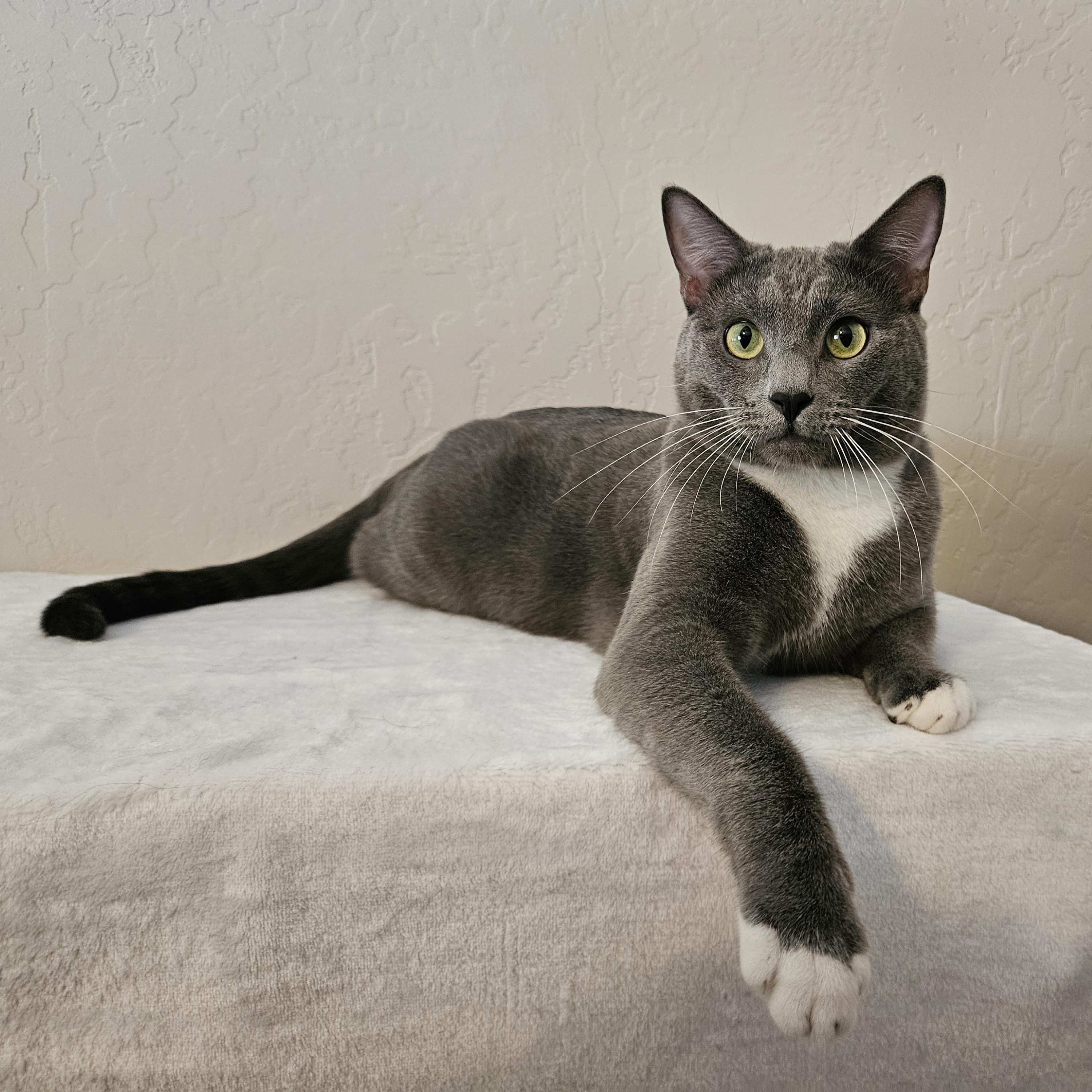 Enlarge Little Sir, a Adopted mixed breed in Phoenix, AZ image 1/5