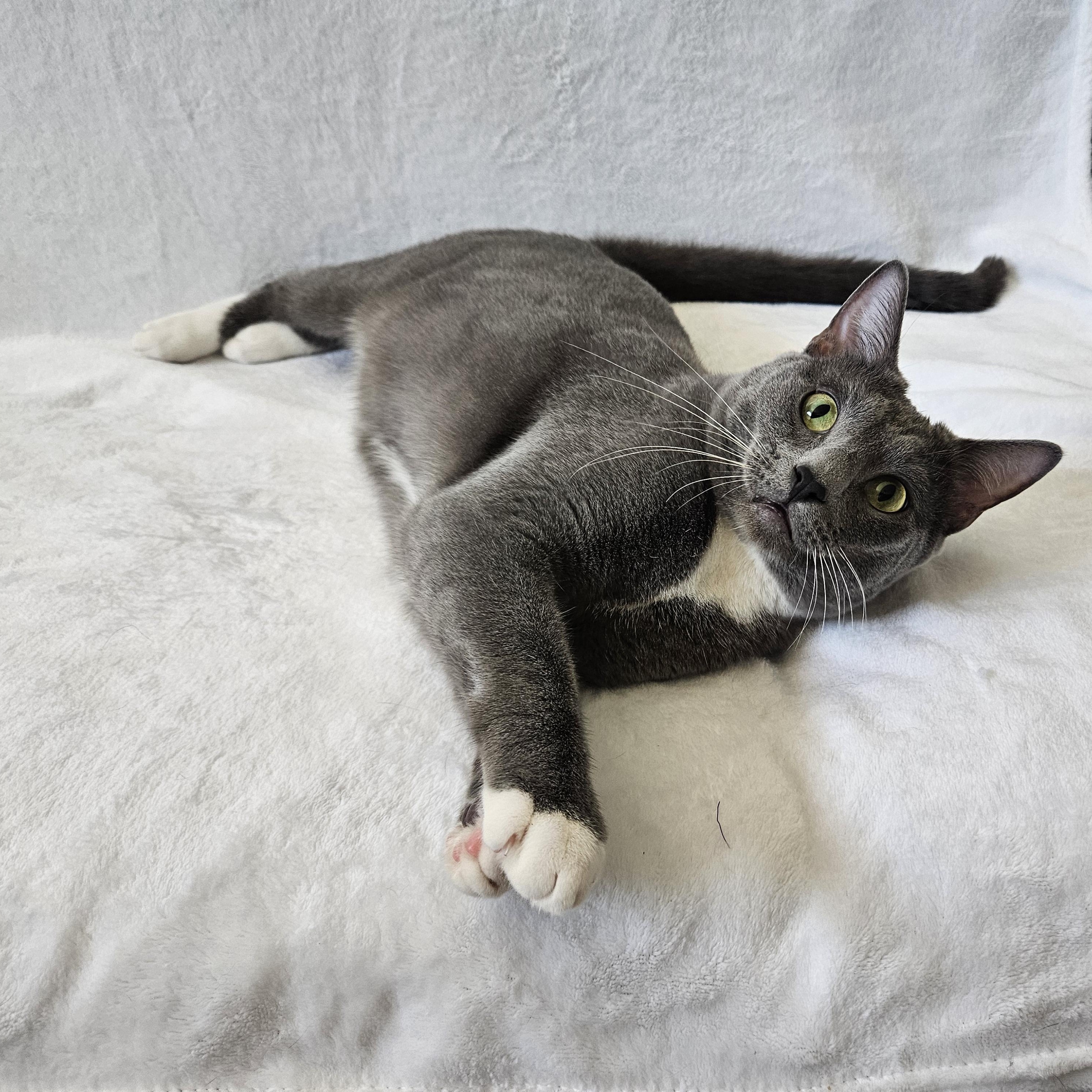 Enlarge Little Sir, a Adopted mixed breed in Phoenix, AZ image 2/5