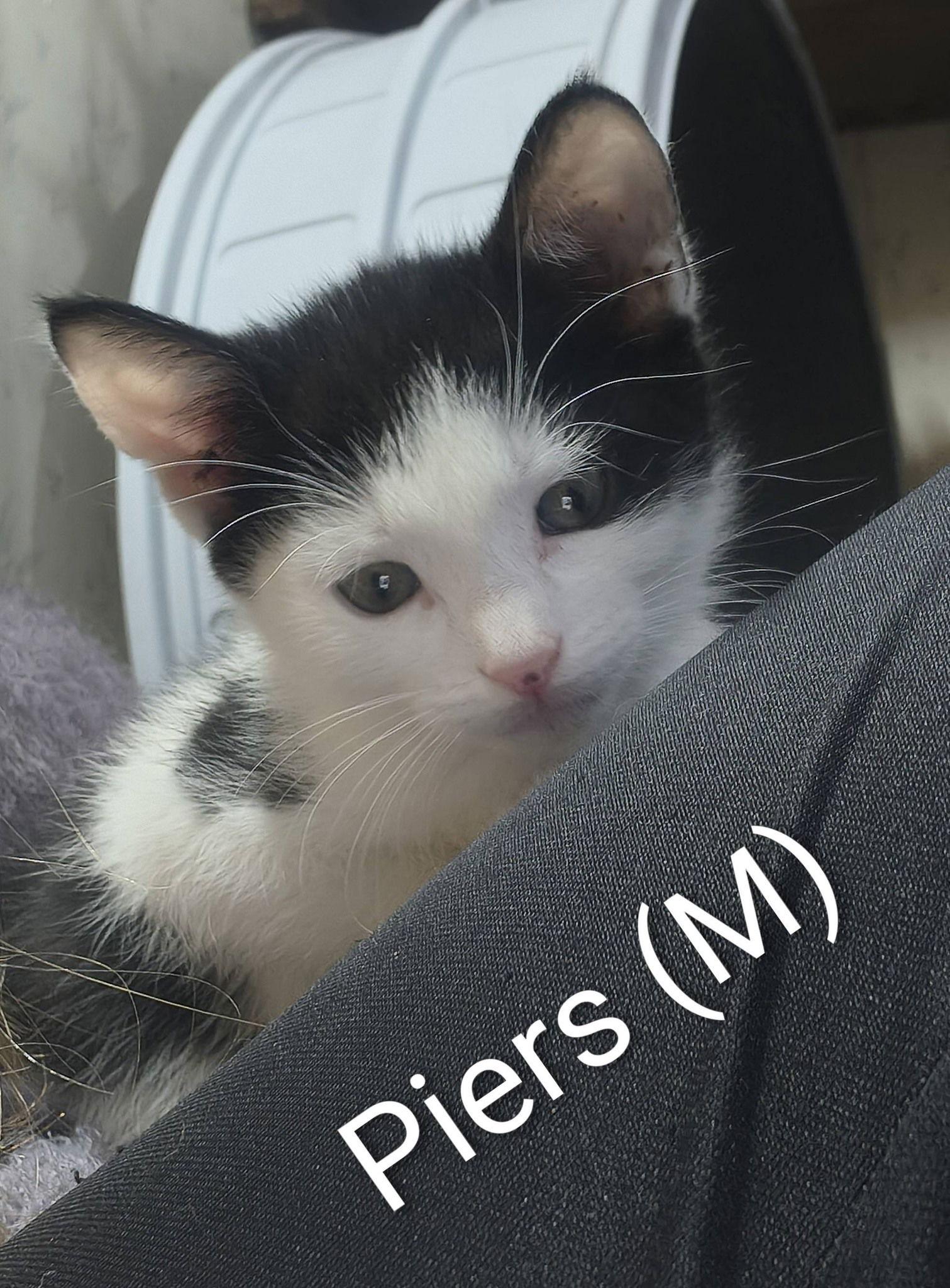 Piers, Adoptable, Kitten Male Domestic Short Hair.