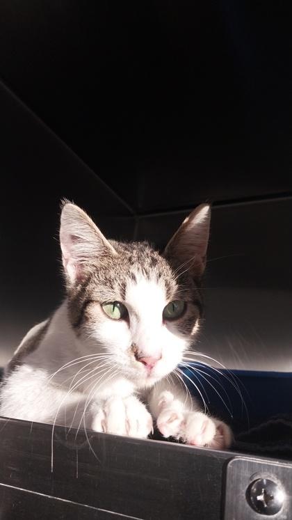 Enlarge Daydra, a Adoptable mixed breed in Willmar, MN image 1/2