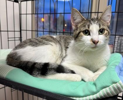 Enlarge Daydra, a Adoptable mixed breed in Willmar, MN image 2/2