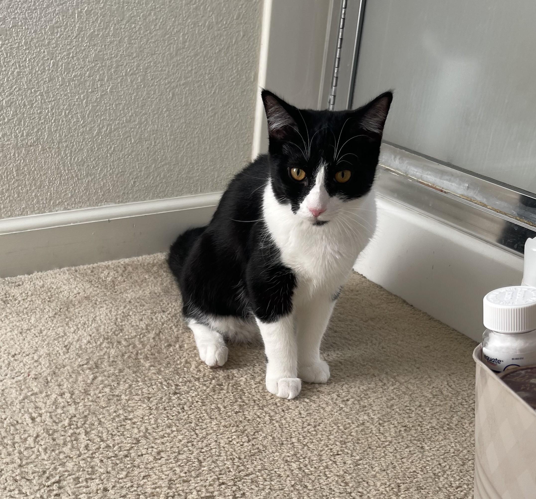 Enlarge Flash, a Adoptable Tuxedo in Tracy, CA image 1/4