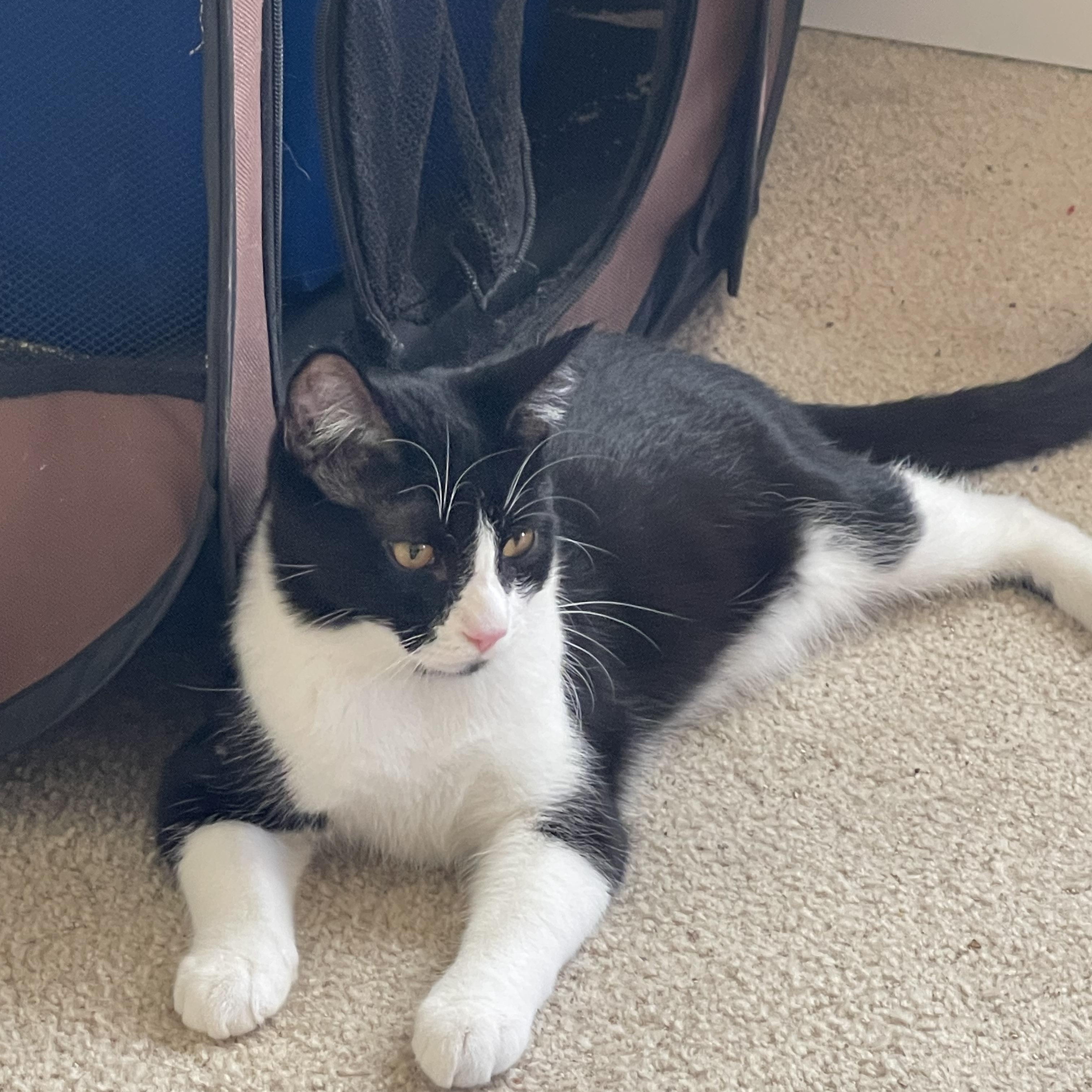 Enlarge Flash, a Adoptable Tuxedo in Tracy, CA image 2/4