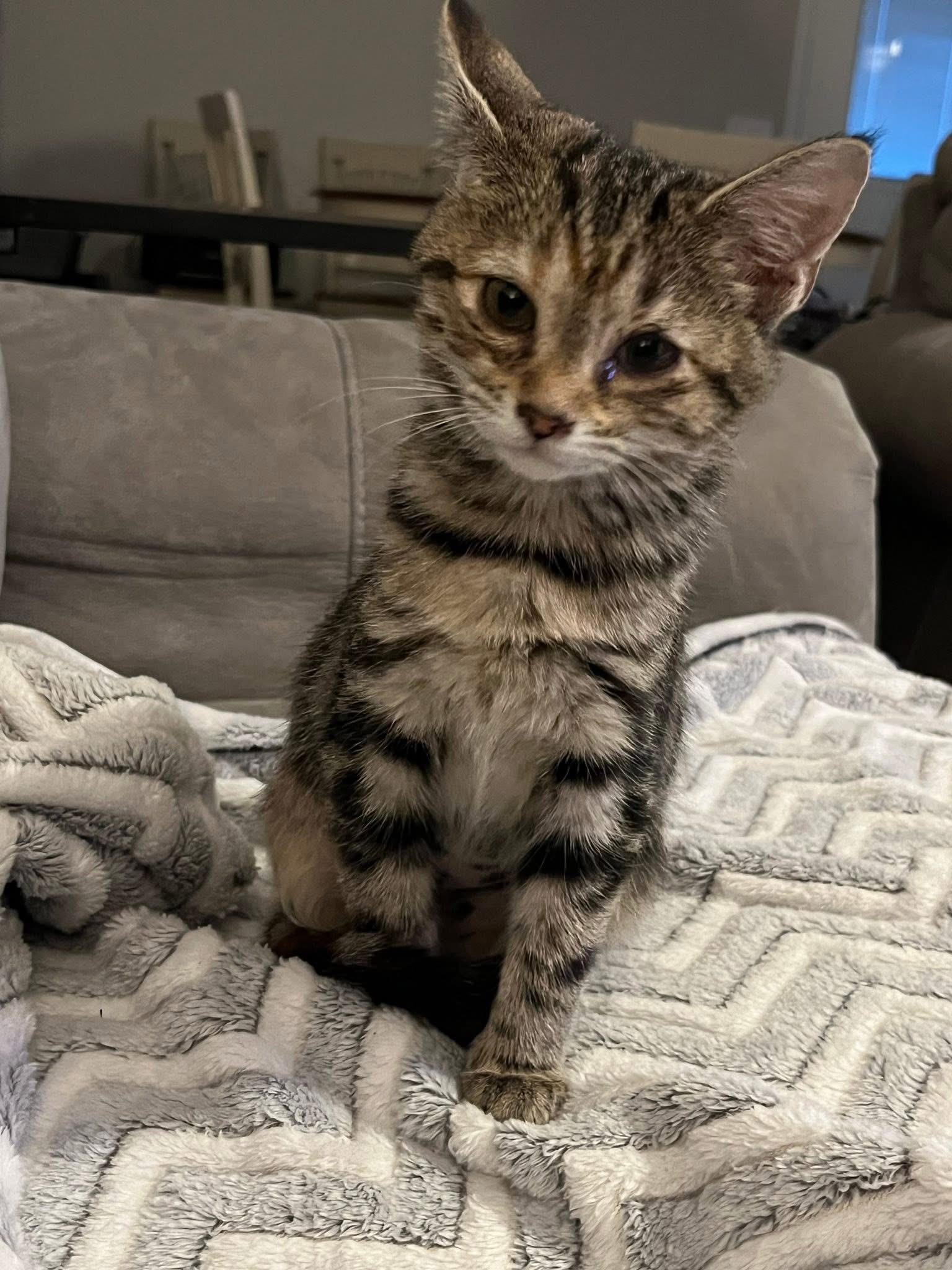 Enlarge Kiwi, an adopted Domestic Short Hair in Eagleville, TN image 1/1