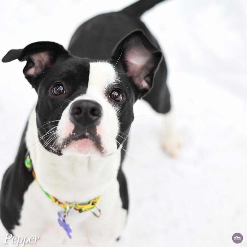 Pepper, Adoptable, Young Female Mixed Breed.