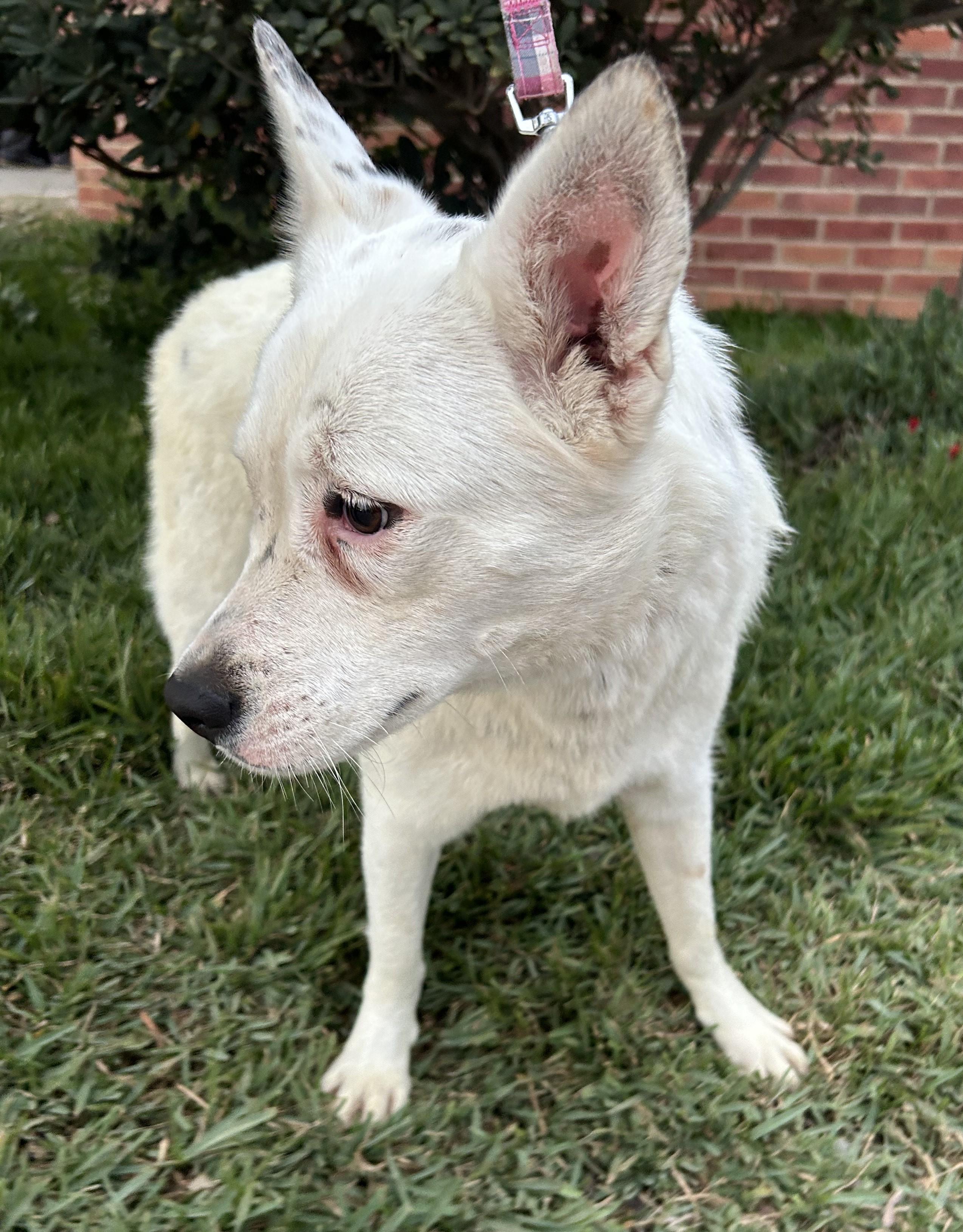 Enlarge BELLA, a ADOPTABLE mixed breed in Bell Gardens, CA image 2/6