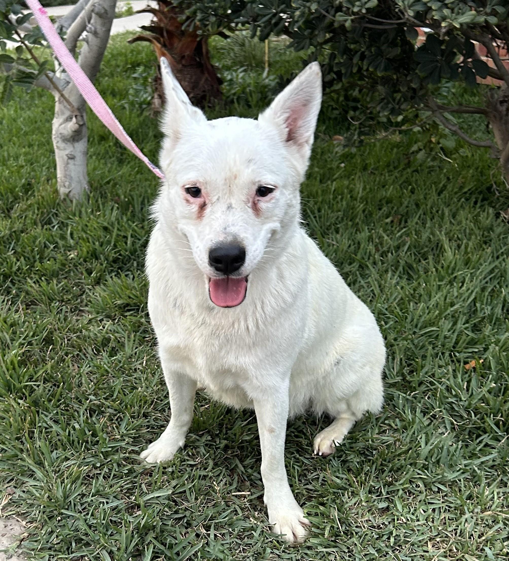 BELLA, ADOPTABLE, Young Female Canaan Dog.